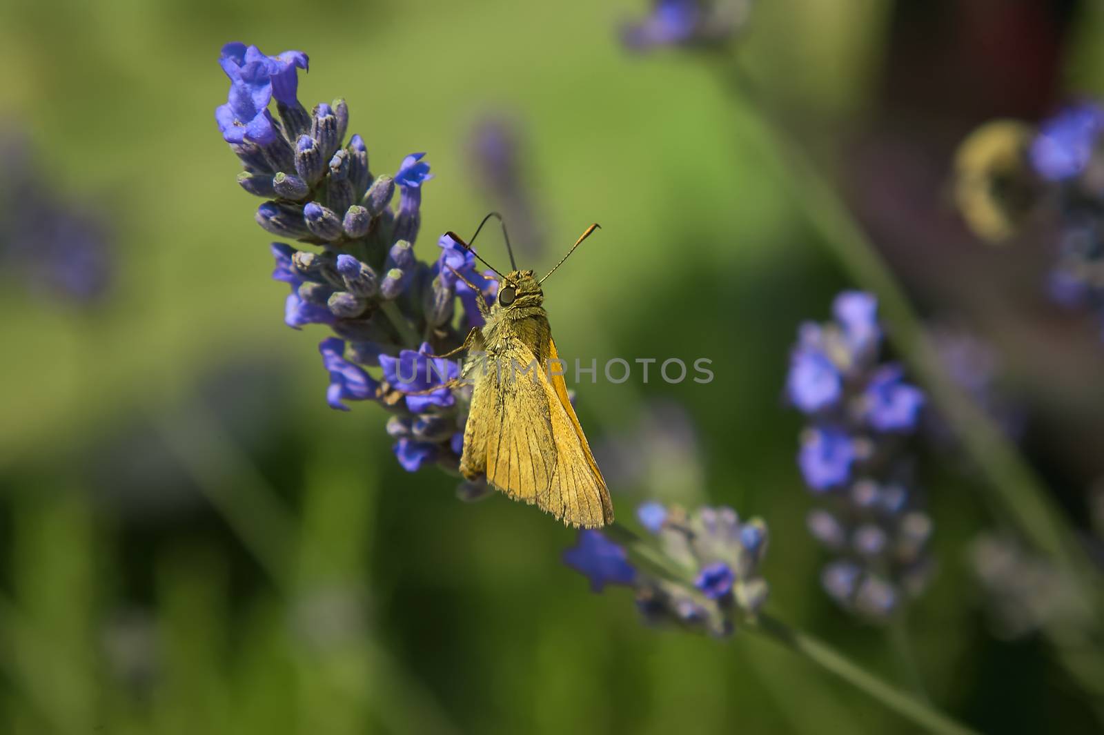 Small Moth resting on lavender flower shooting in a macro shot with surprising details.