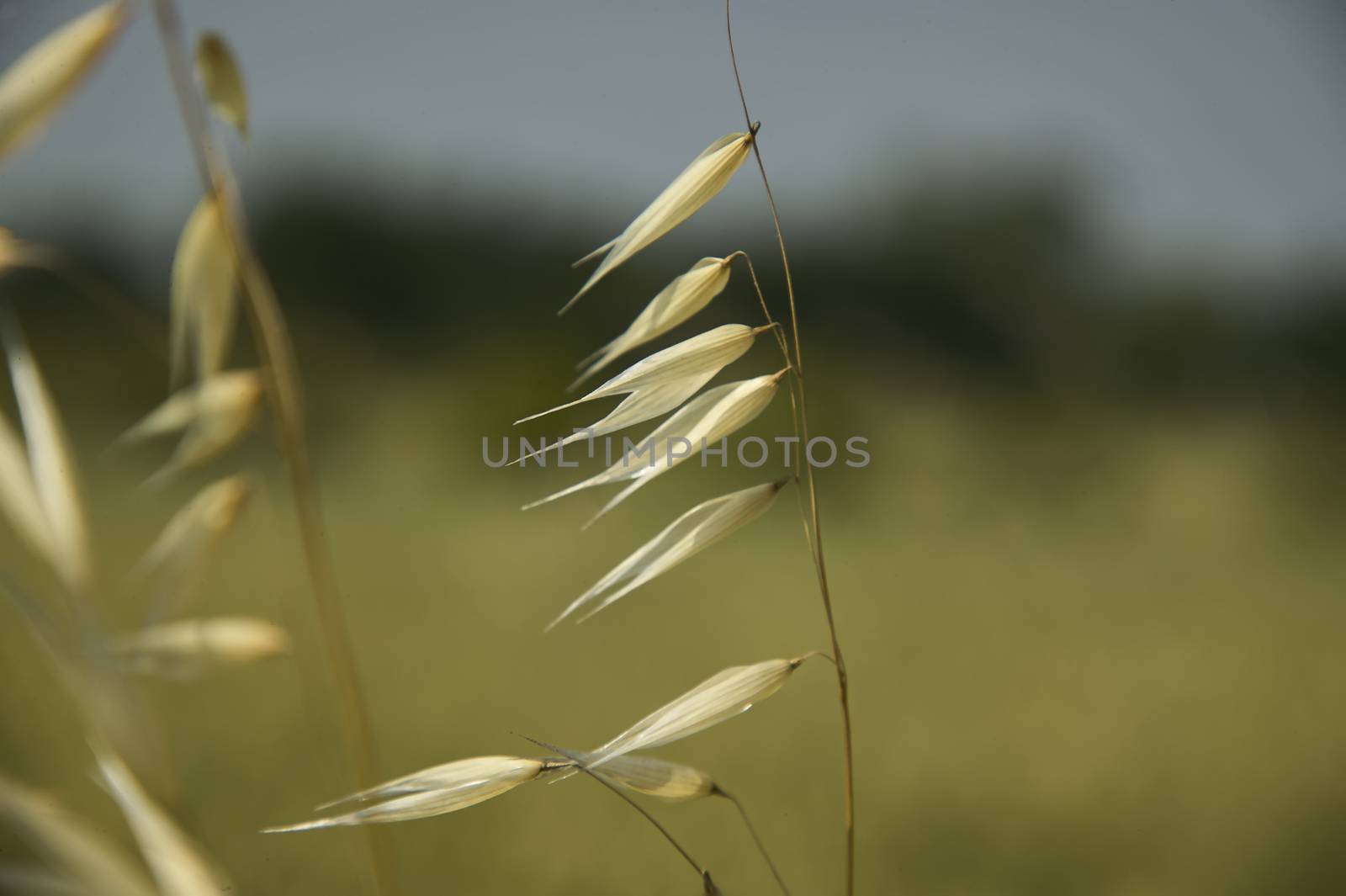 oat Plant in a field driven by the wind by pippocarlot