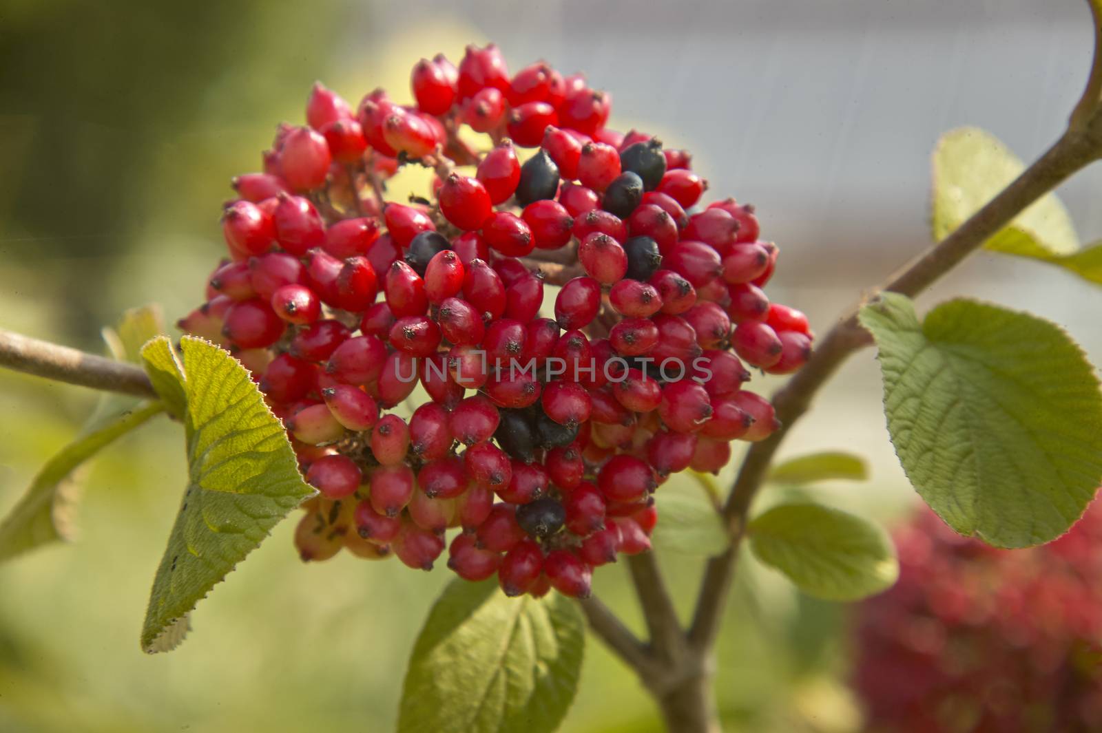 Macro shot detail of a plant with red and black berries in full ripeness.