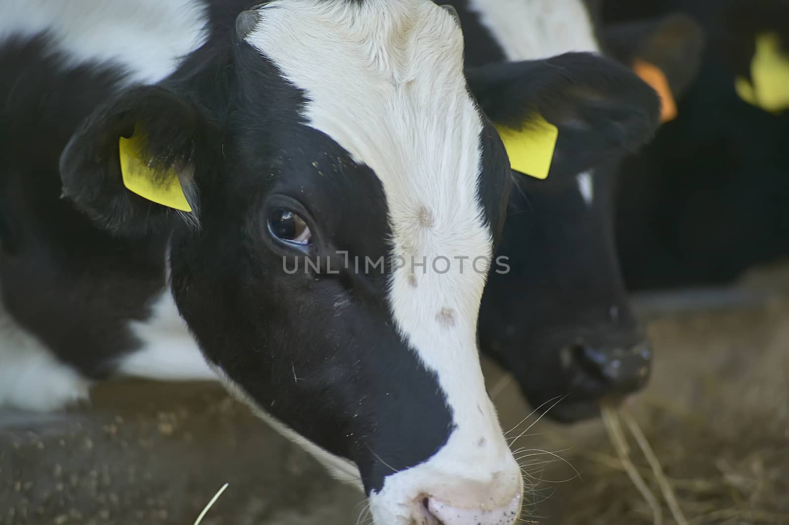 Close-up of a calf in breeding while eating, and growing for meat production.