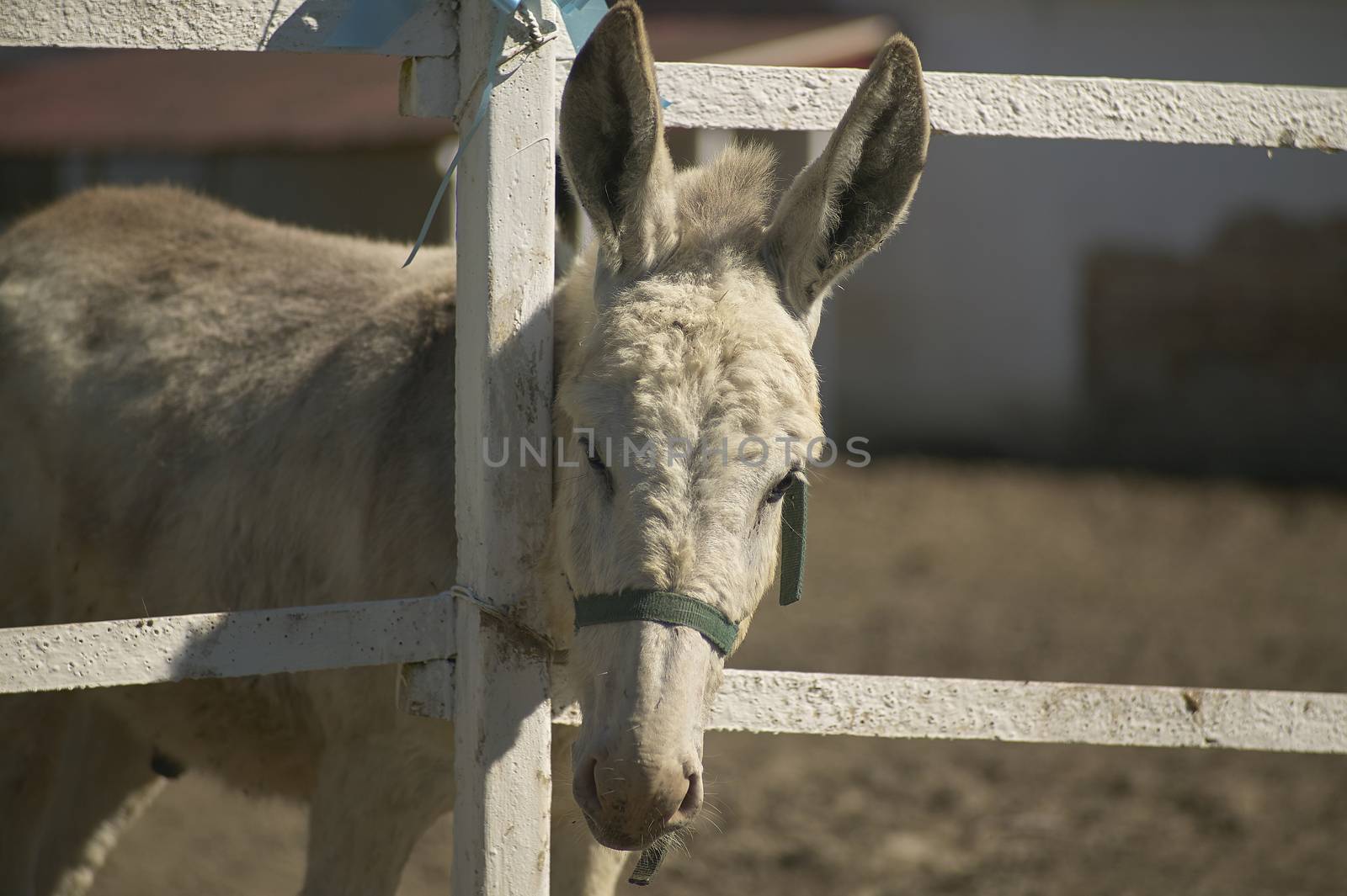 donkey in a fence with the sad air as if he already knew his destiny.