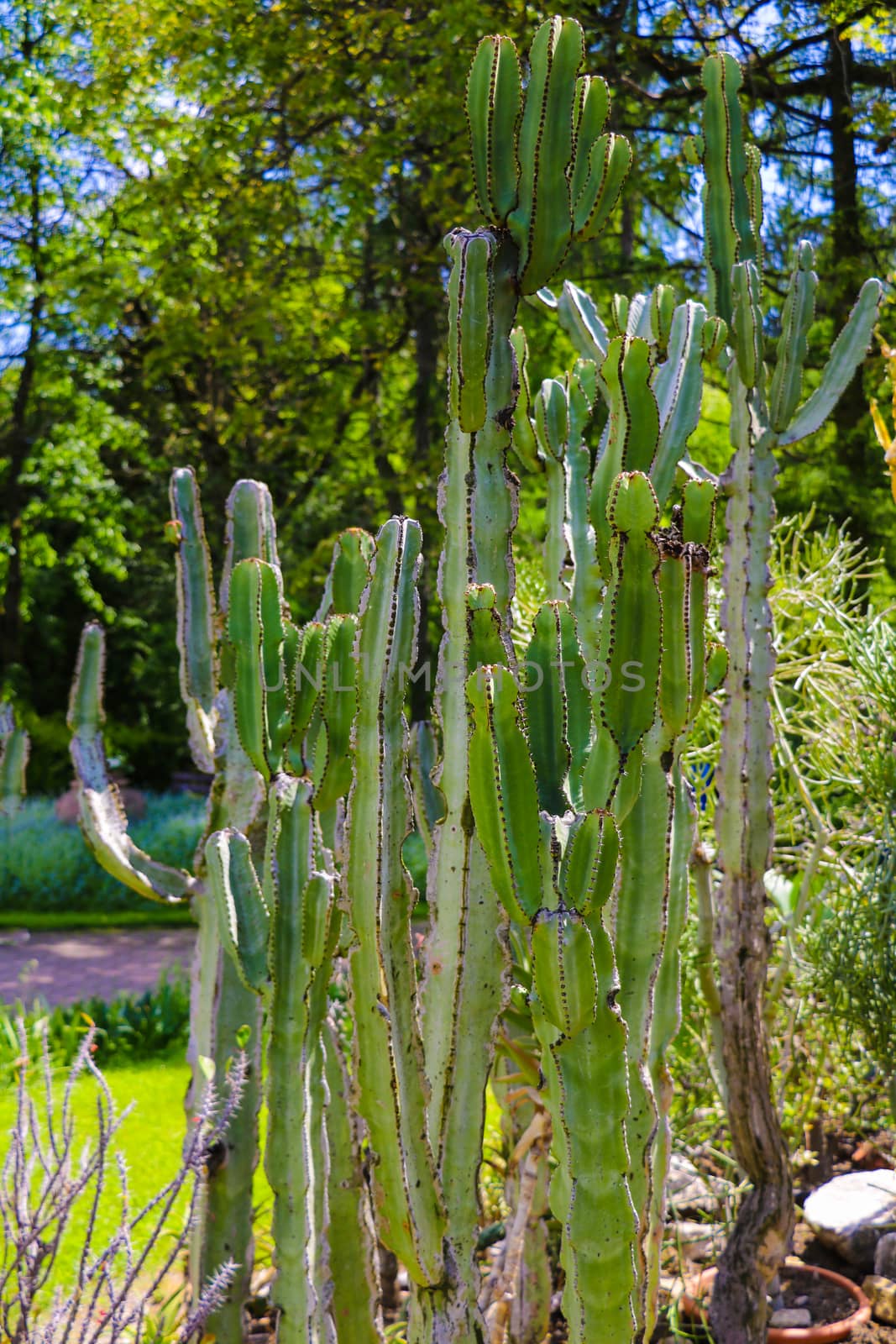 Large green cactus on a clear day, selective focus, sharp needles