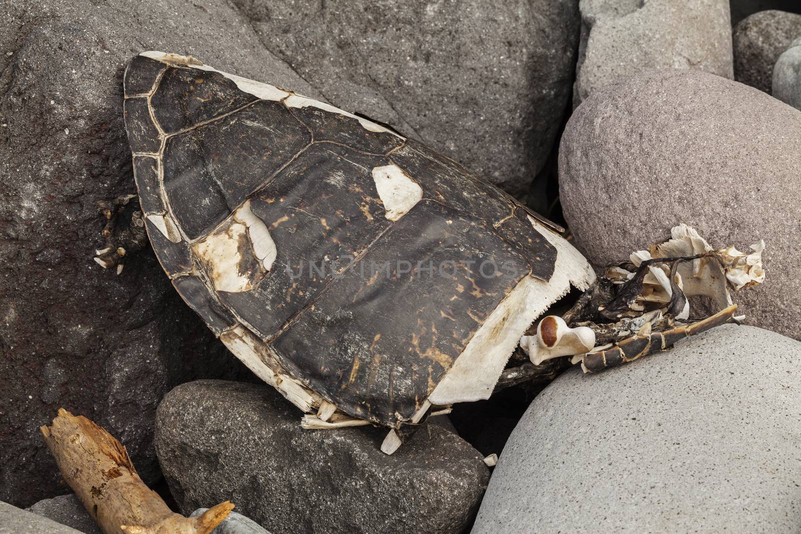 Dead turtle Skeleton lying on seashore between stones