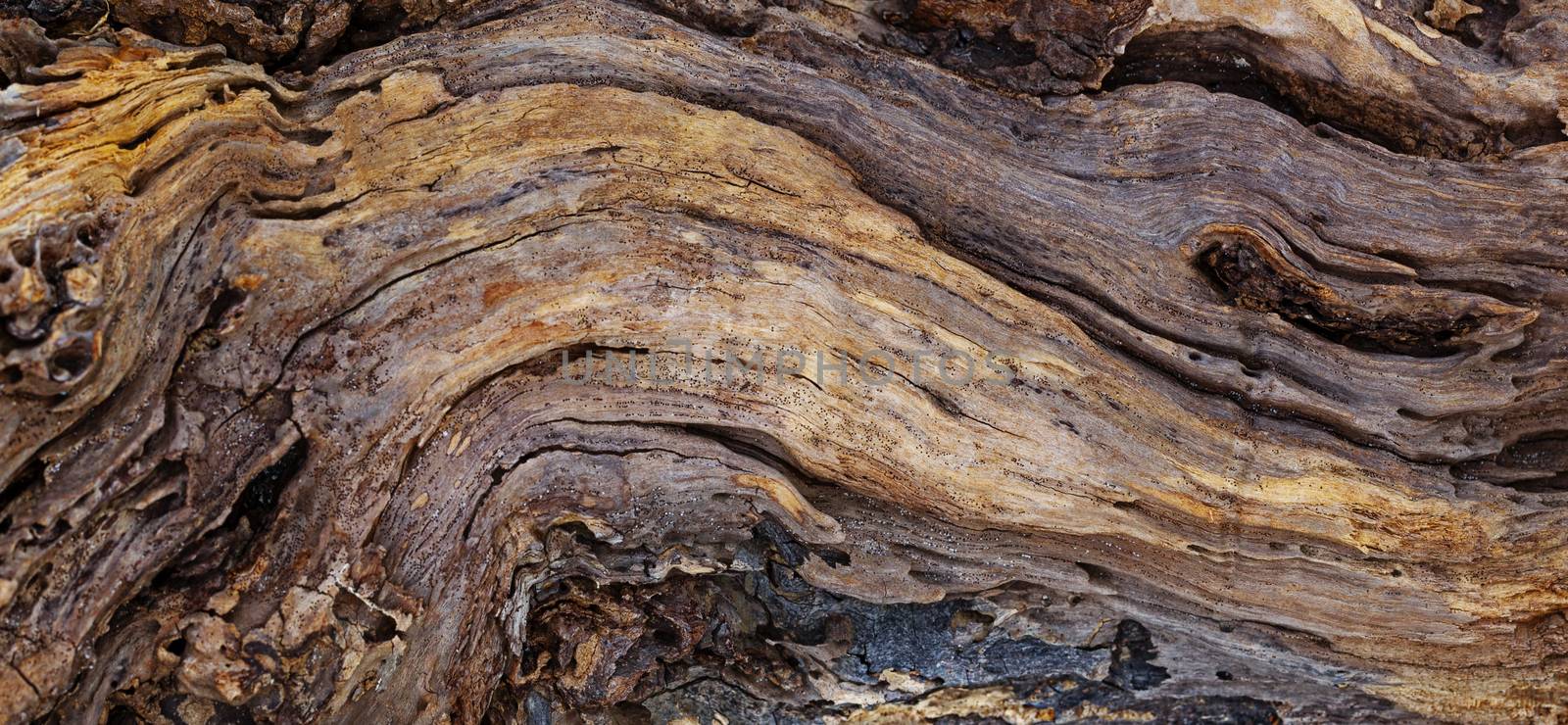 Background texture of an old tree trunk washed up in ocean