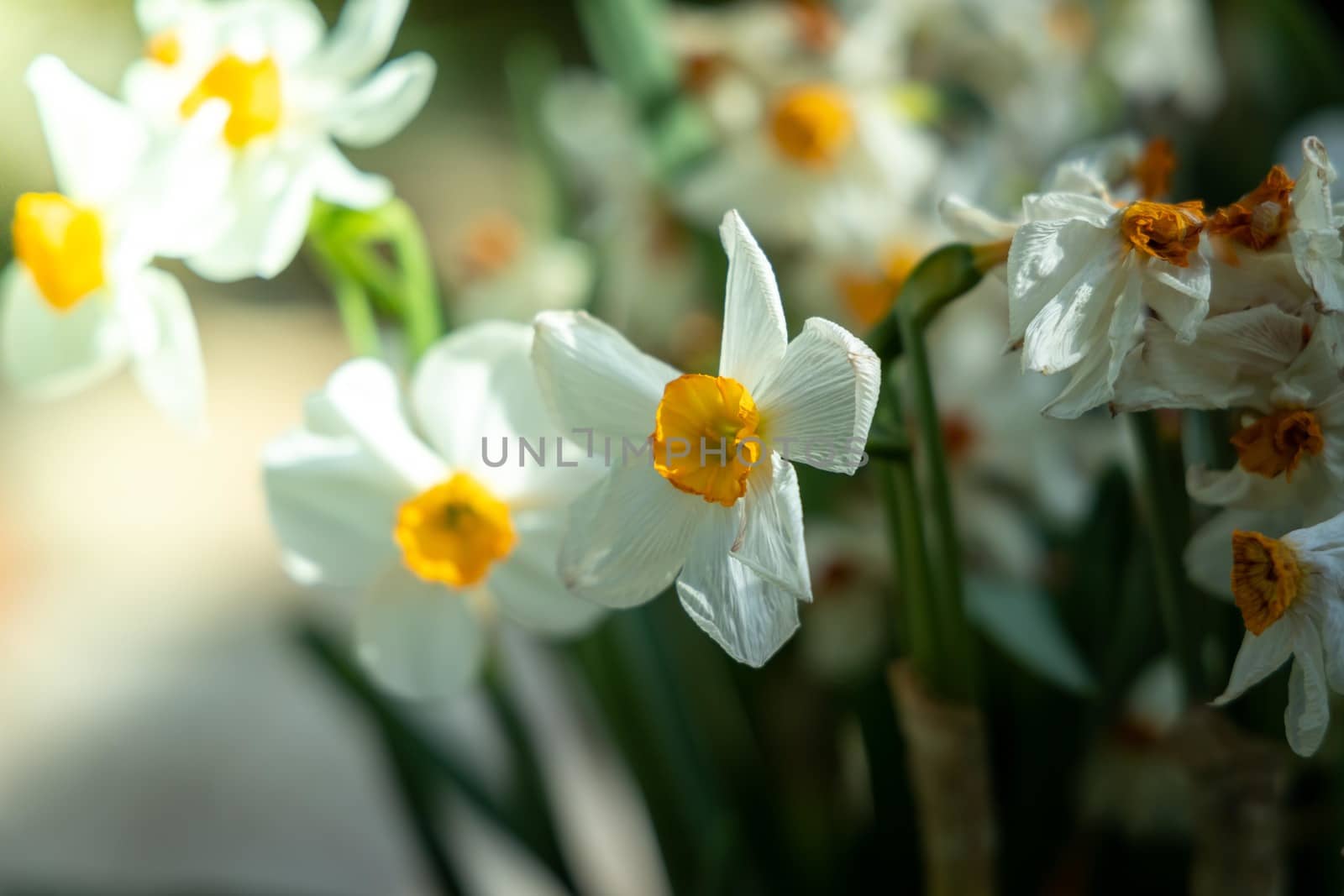 The background image of the colorful flowers, background nature