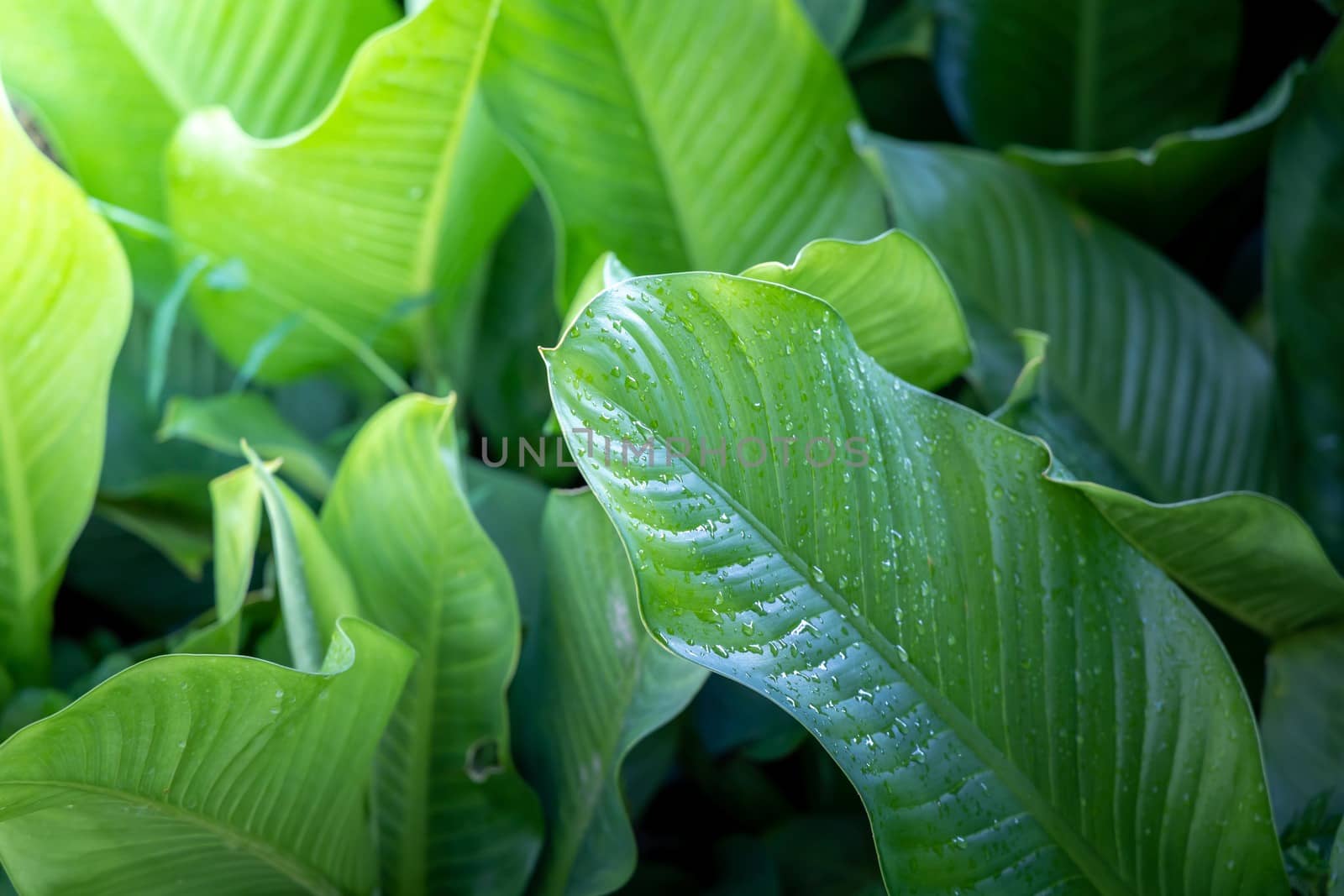 Background texture of leaves closeup. Green Leaves Background with White Paper Frame. Flat Lay