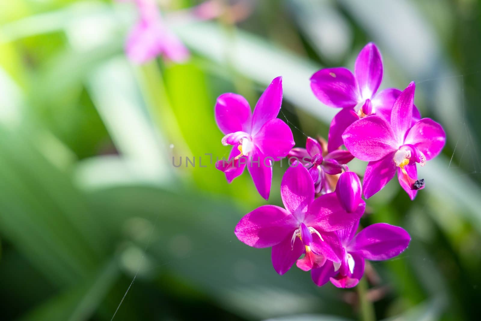 The background image of the colorful flowers by teerawit