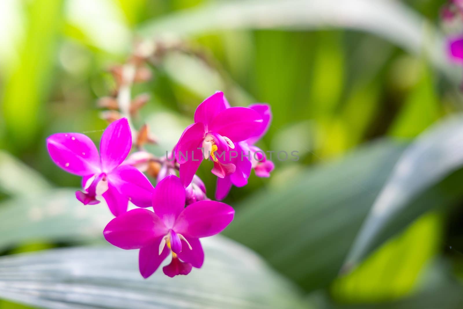 The background image of the colorful flowers by teerawit