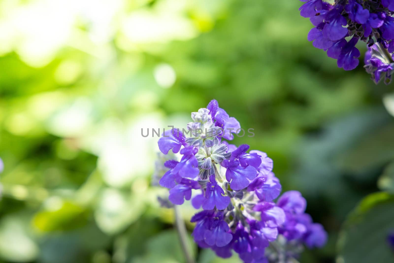 The background image of the colorful flowers, background nature