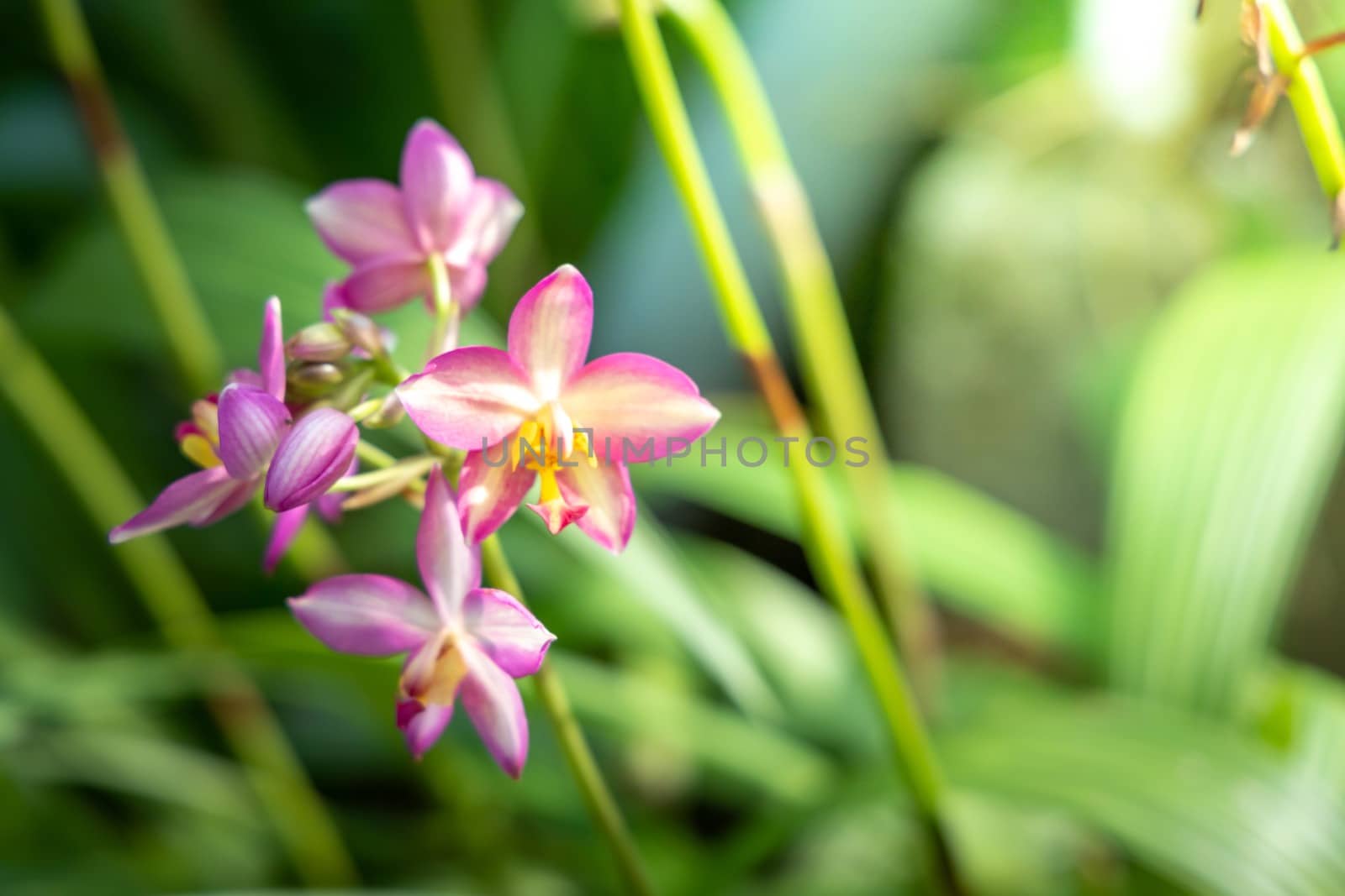 The background image of the colorful flowers by teerawit