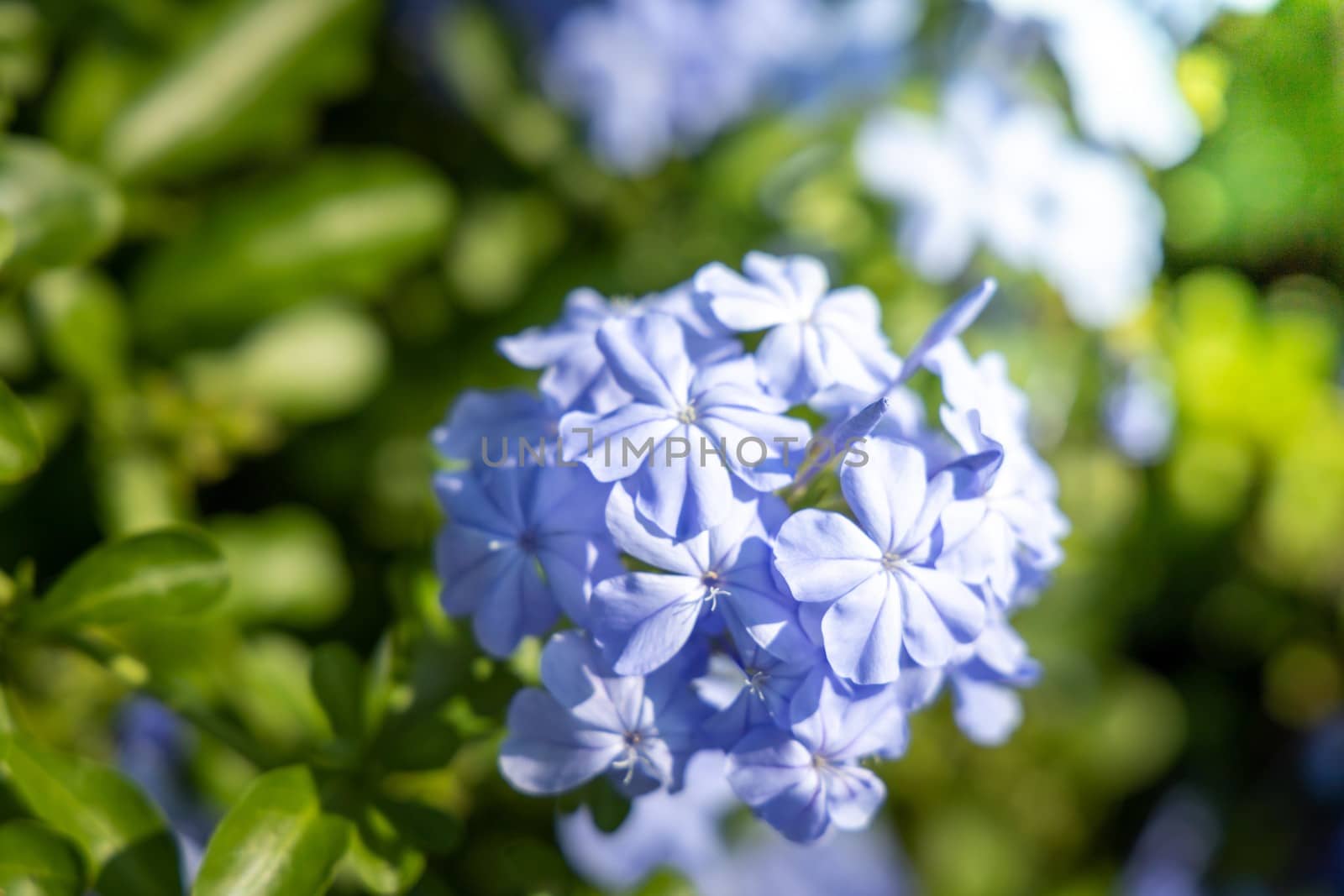 The background image of the colorful flowers by teerawit