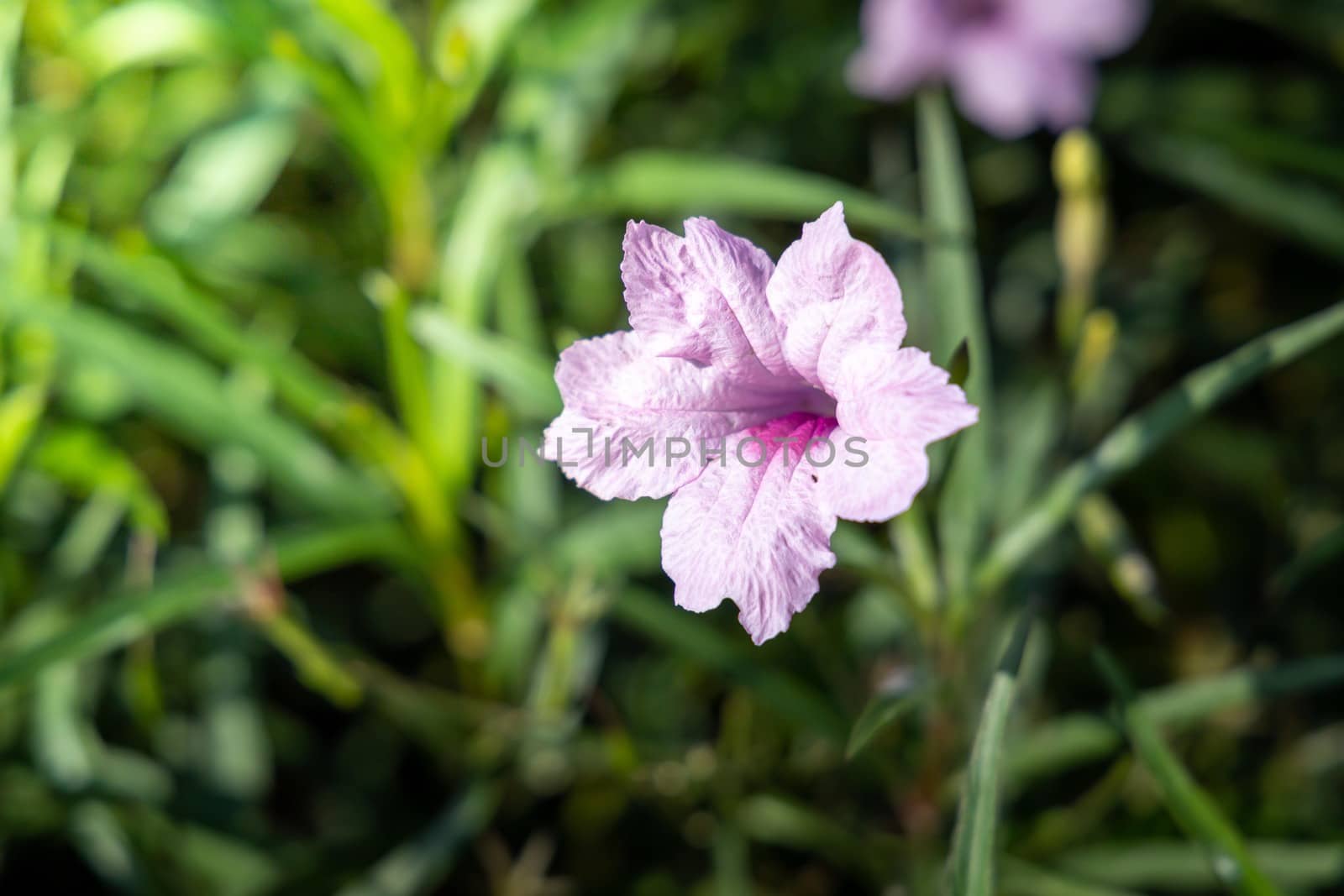 The background image of the colorful flowers by teerawit