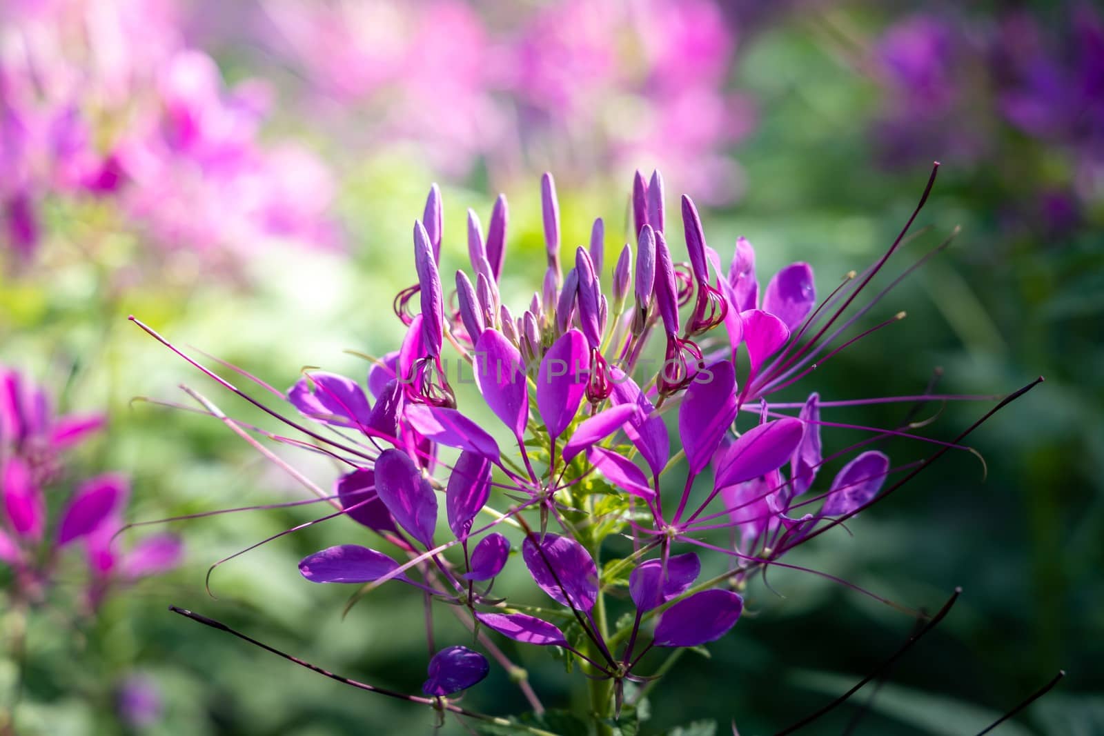 The background image of the colorful flowers by teerawit