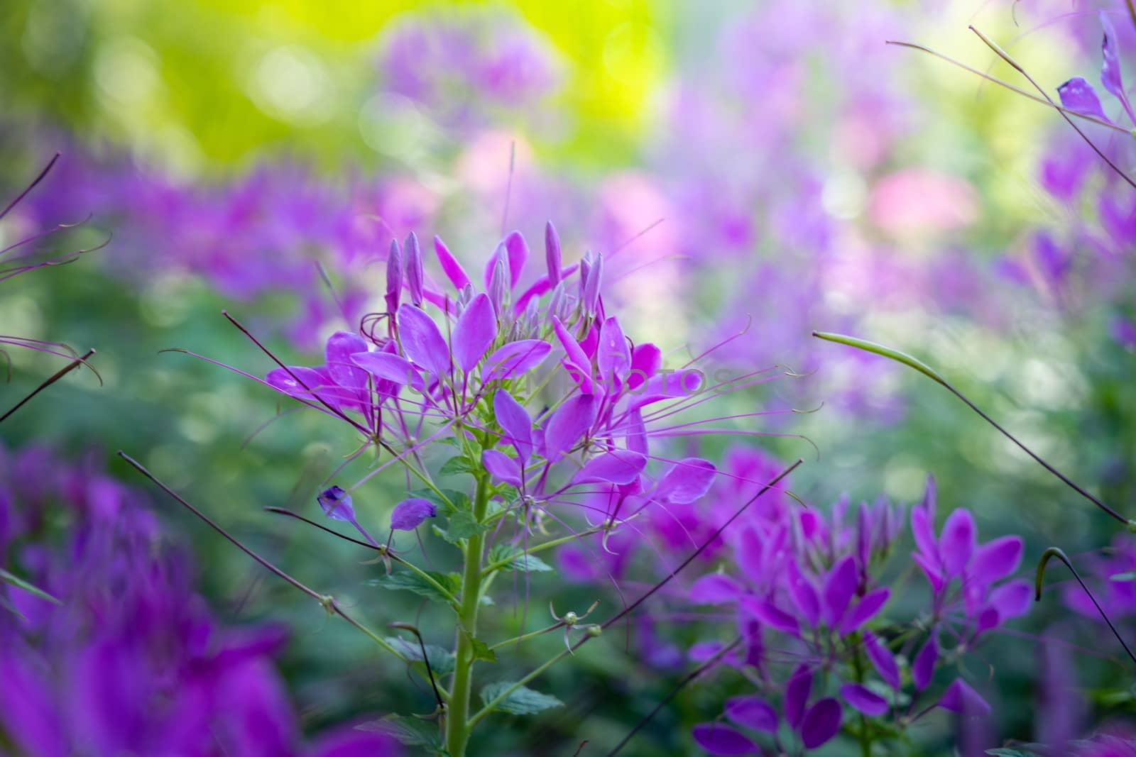 The background image of the colorful flowers by teerawit