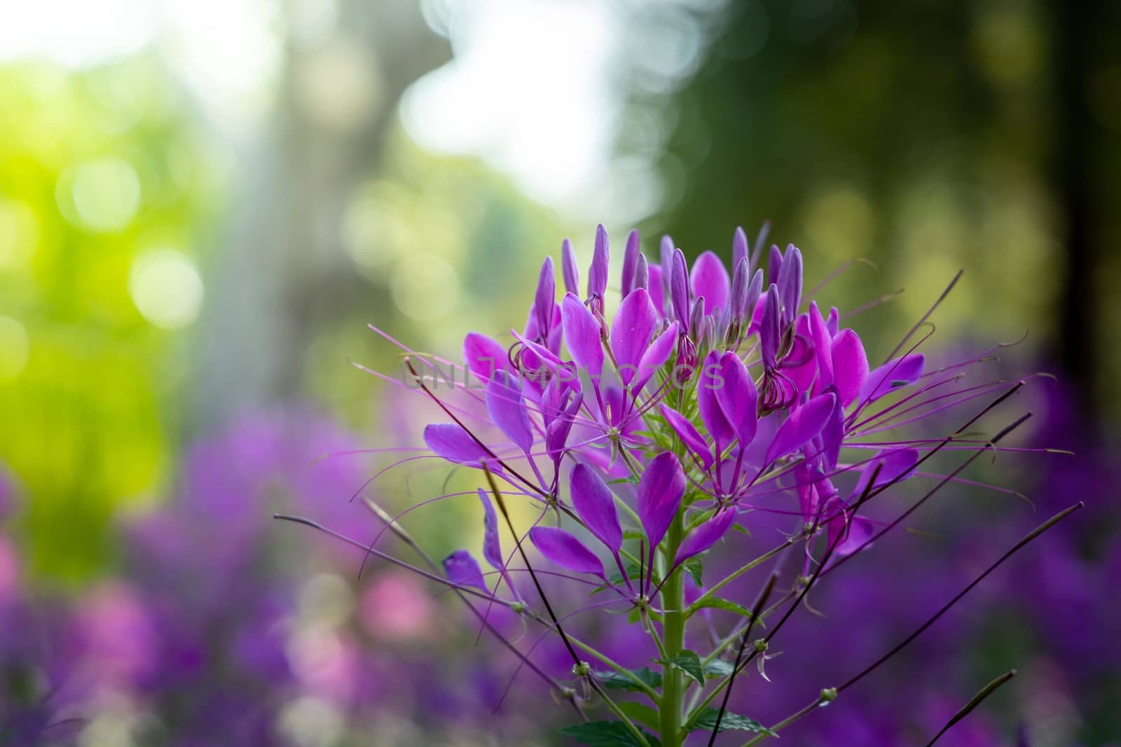 The background image of the colorful flowers by teerawit