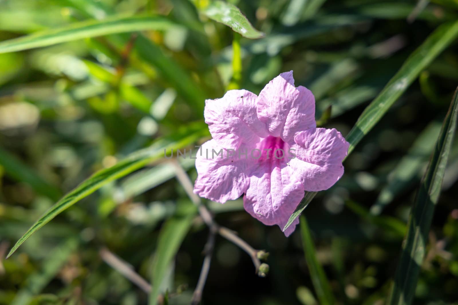 The background image of the colorful flowers by teerawit