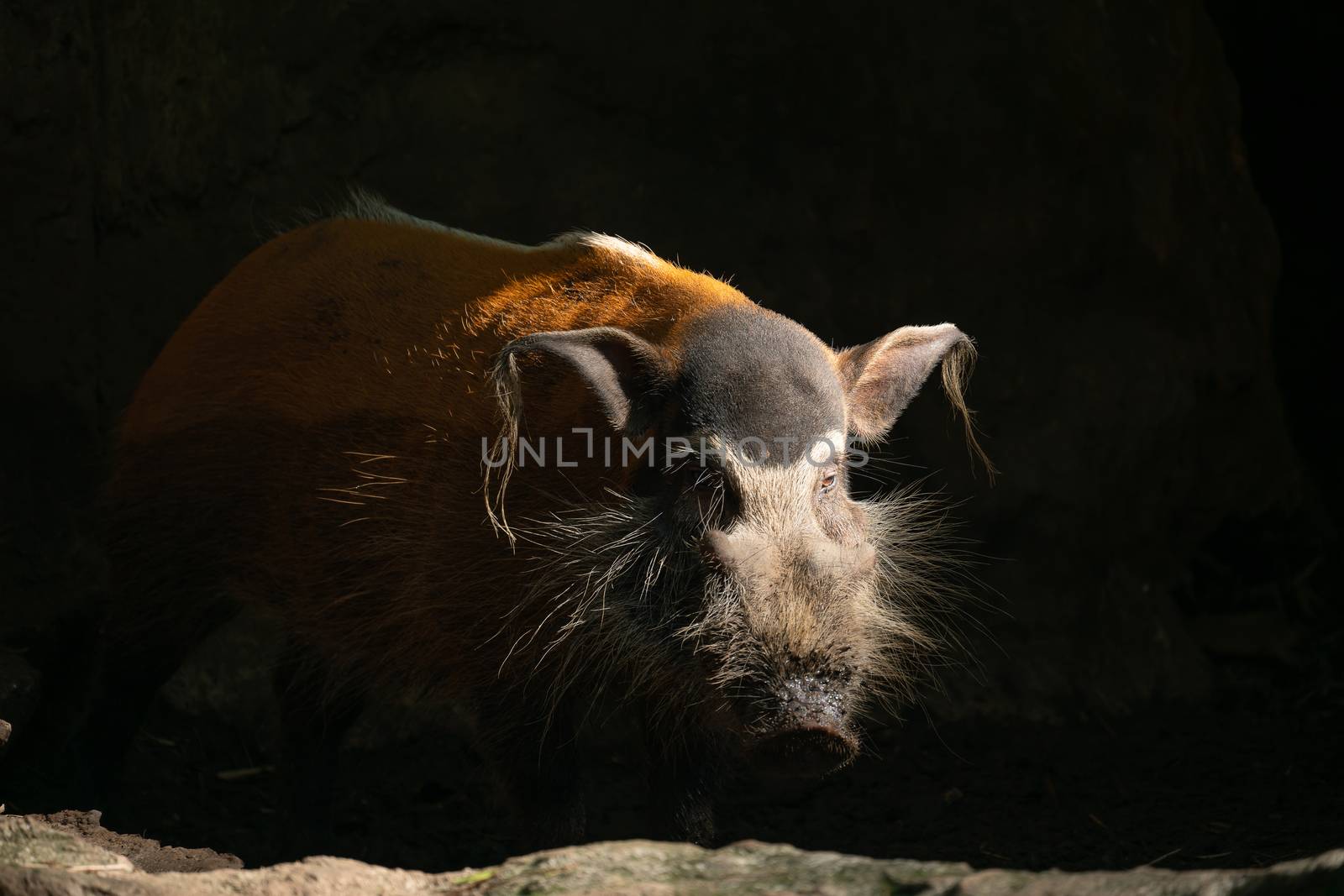 Red river hog (Potamochoerus porcus) by anankkml