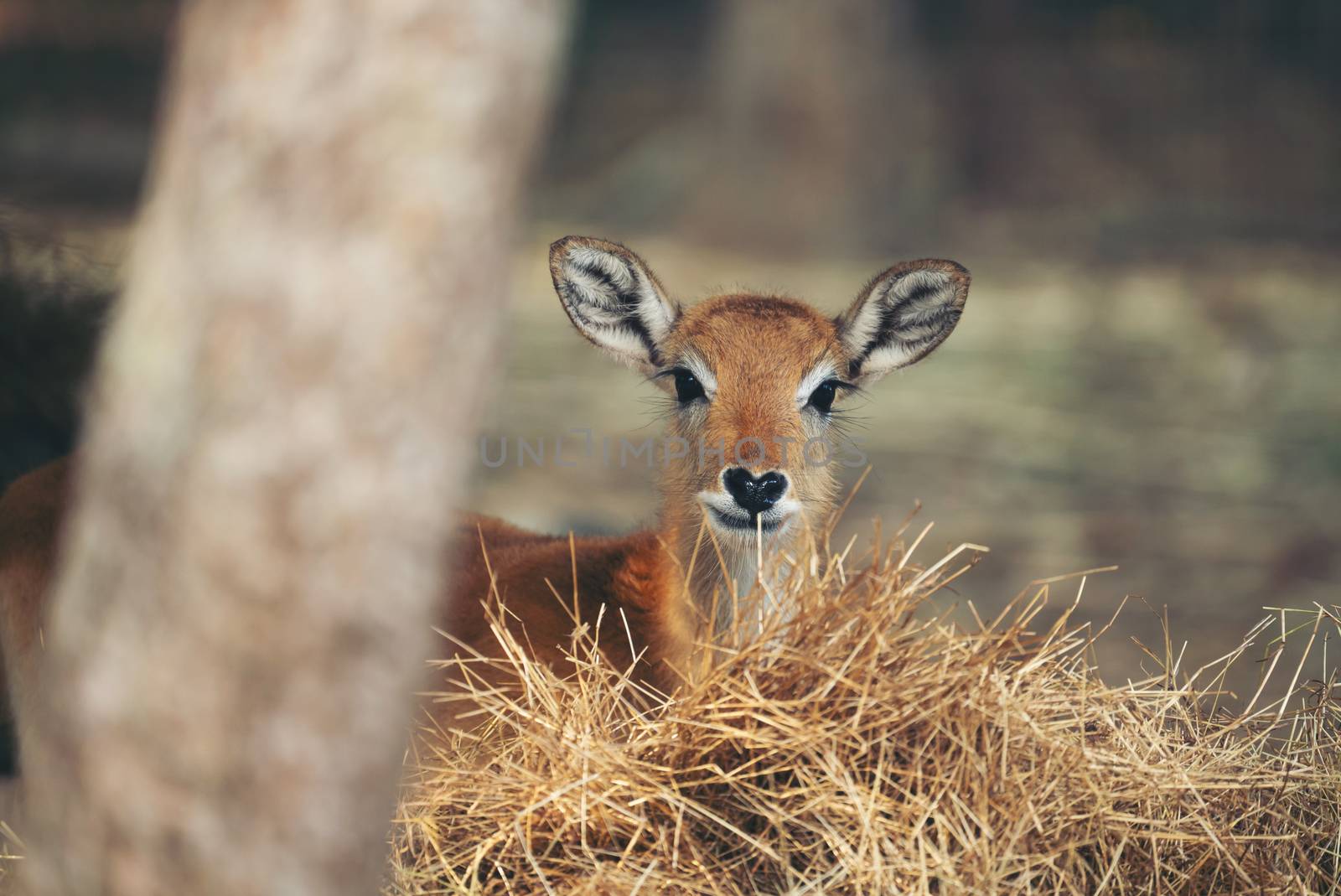 young red lechwe standing behind dry grass