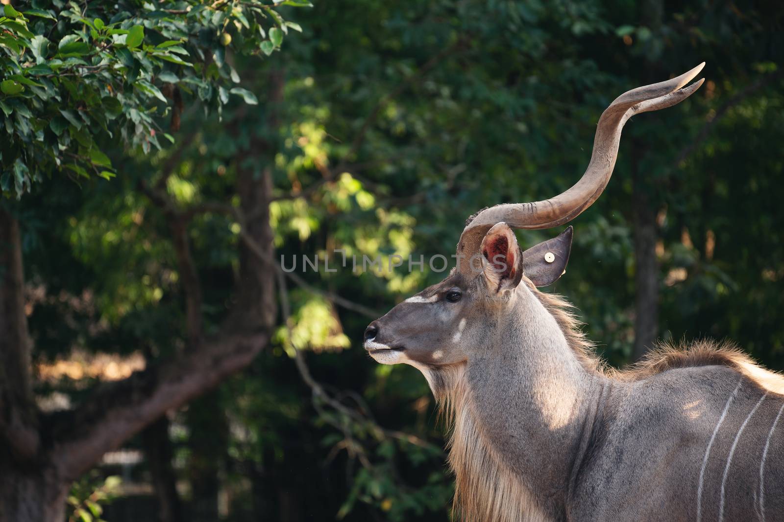 Portrait of male greater kudu antelope by anankkml