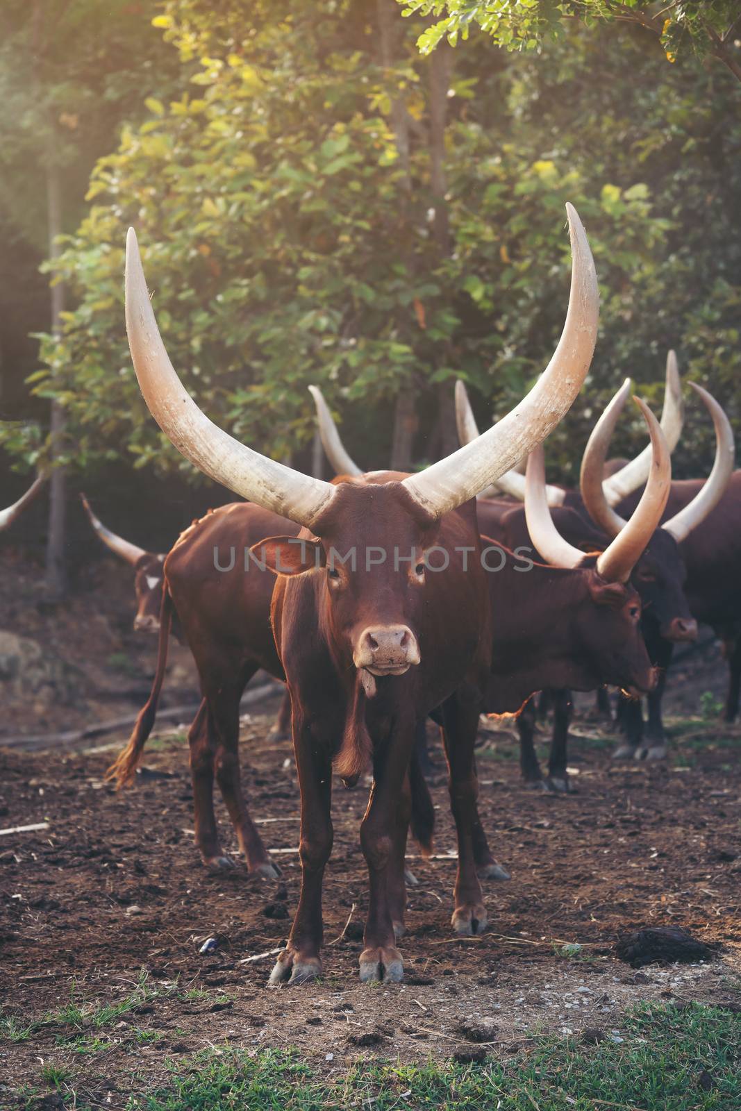 ankole watusi cattle in zoo by anankkml