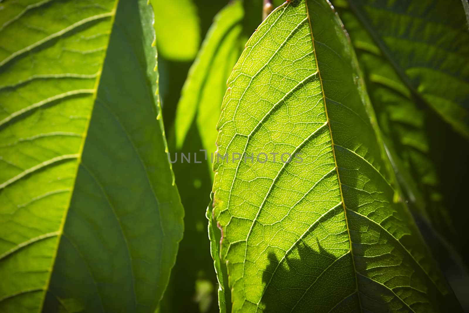 Bright green leaf, close-up natural outdoor background