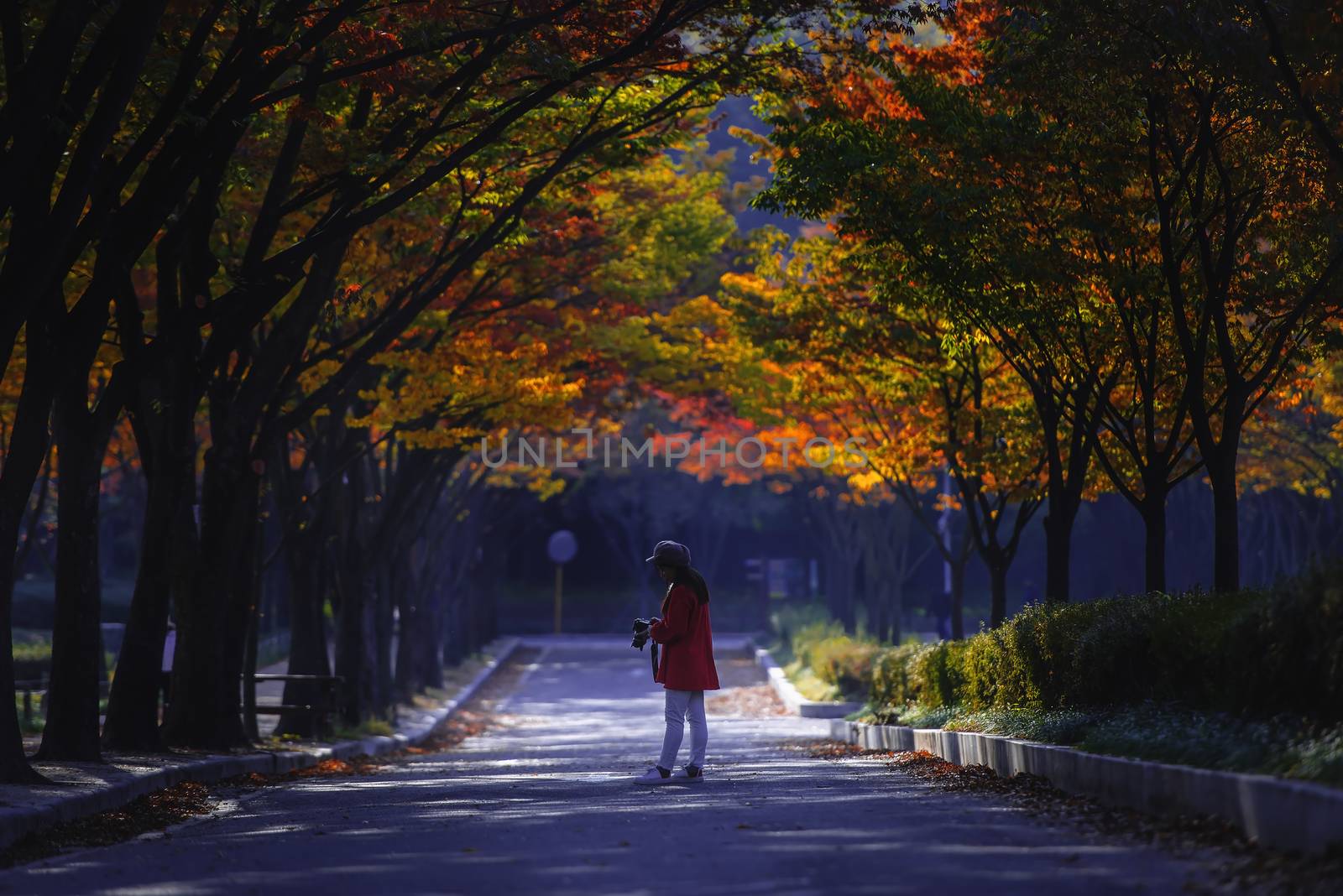 Tourists taking pictures of autumn leaves at the park Incheon Taekongwon In south korea