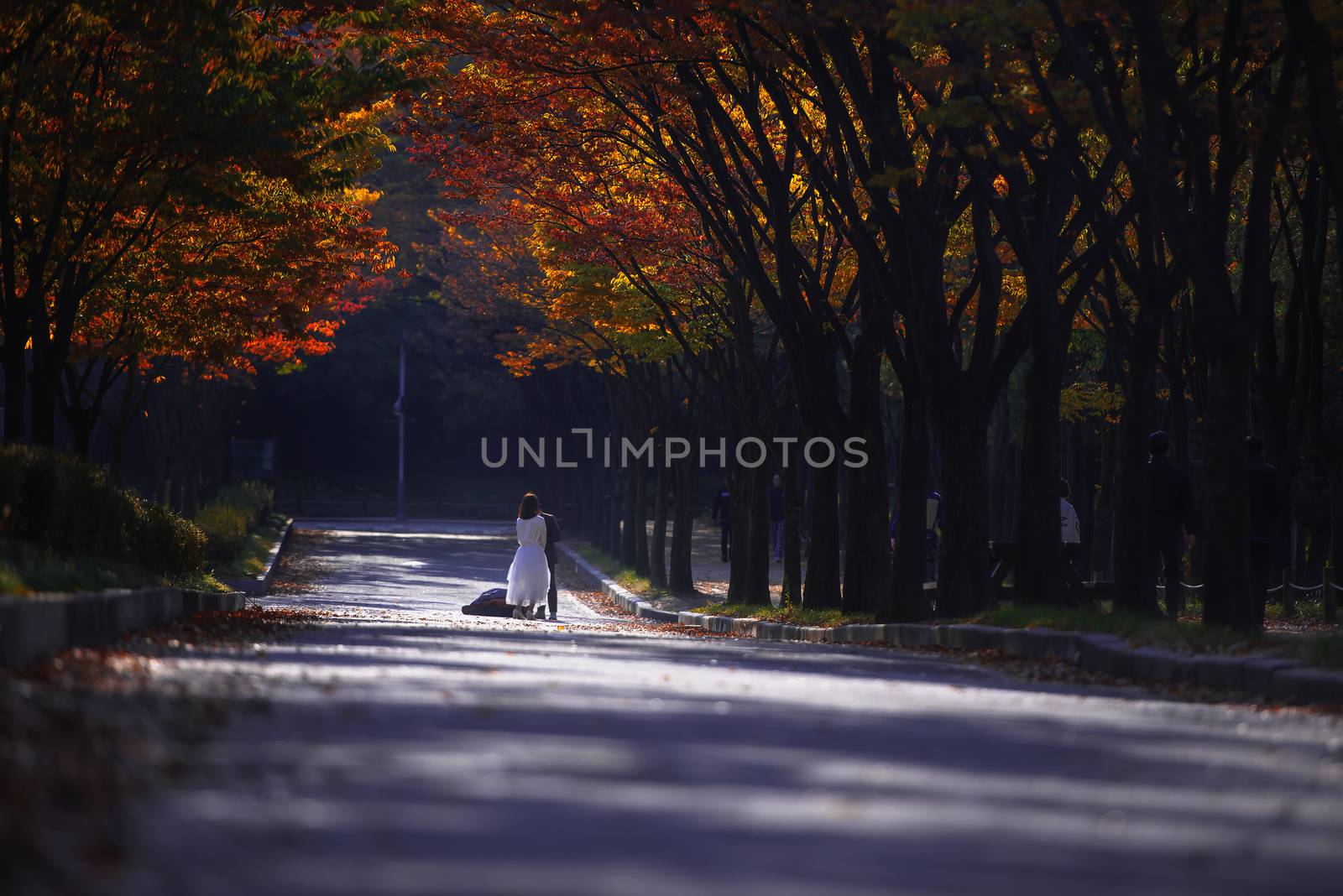 Autumn leaves Or autumn at the park Incheon Taekongwon In south korea