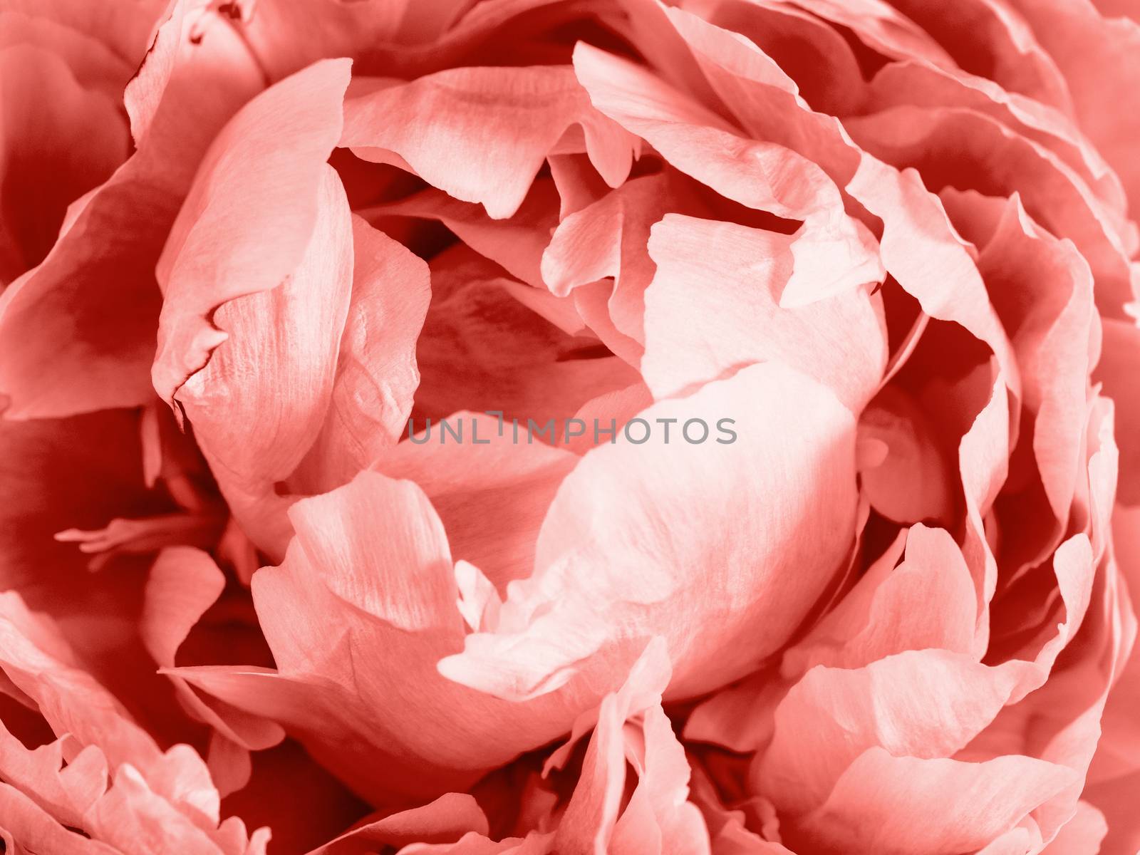 Extreme close up view of piony in Living Coral color. Flower head of piony. Copy space for text. Color of Year 2019 Living Coral concept. Can use as floral background