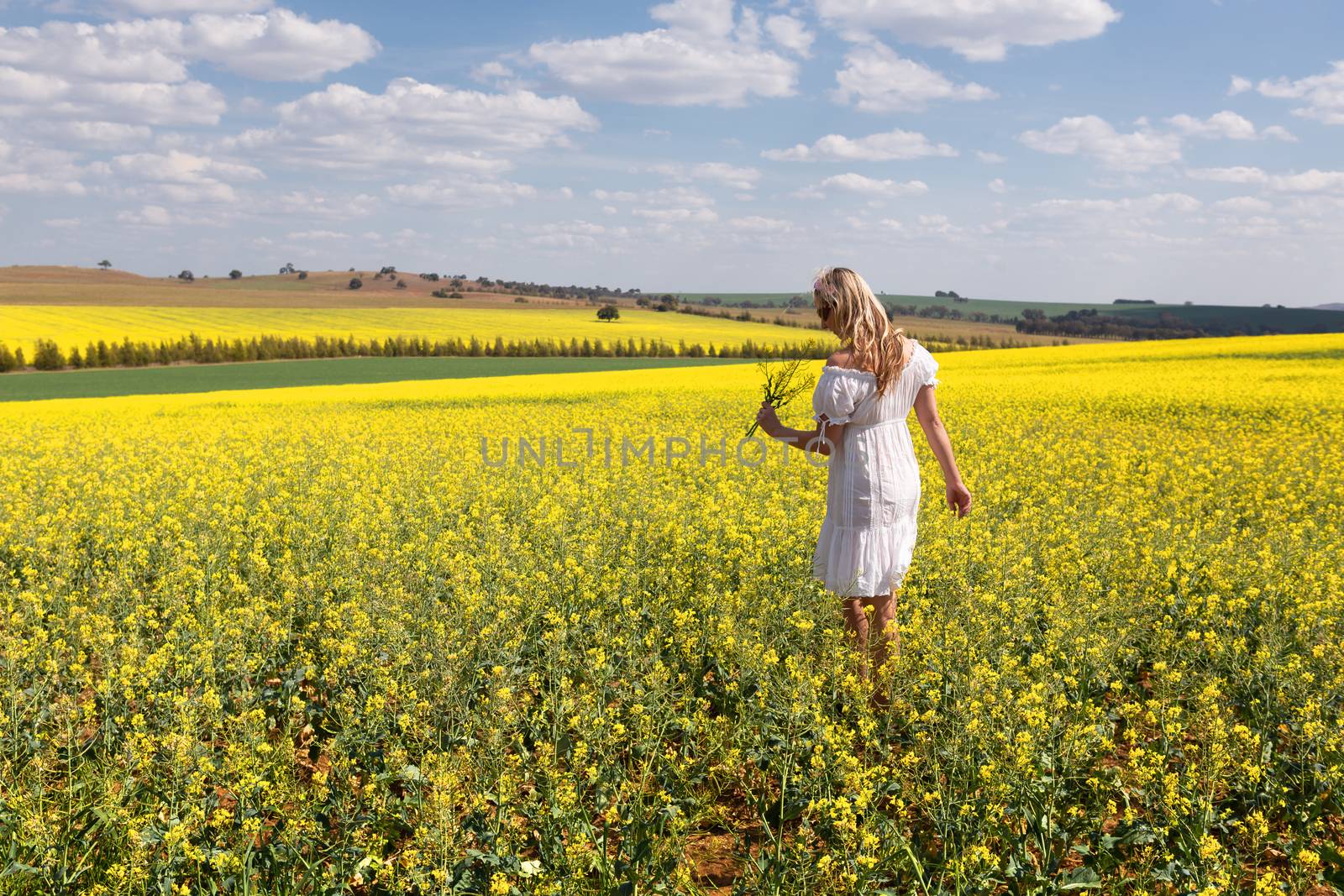 Woman among a field of canola plants flowering in spring sun by lovleah