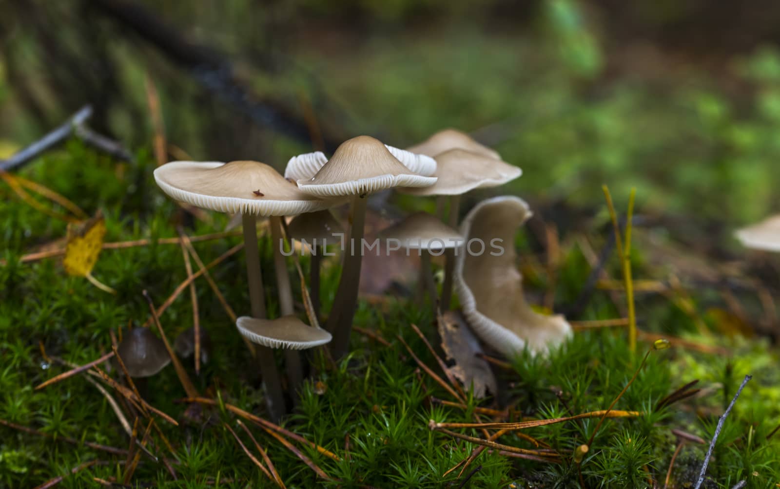 group fungus on green moss in the forest
