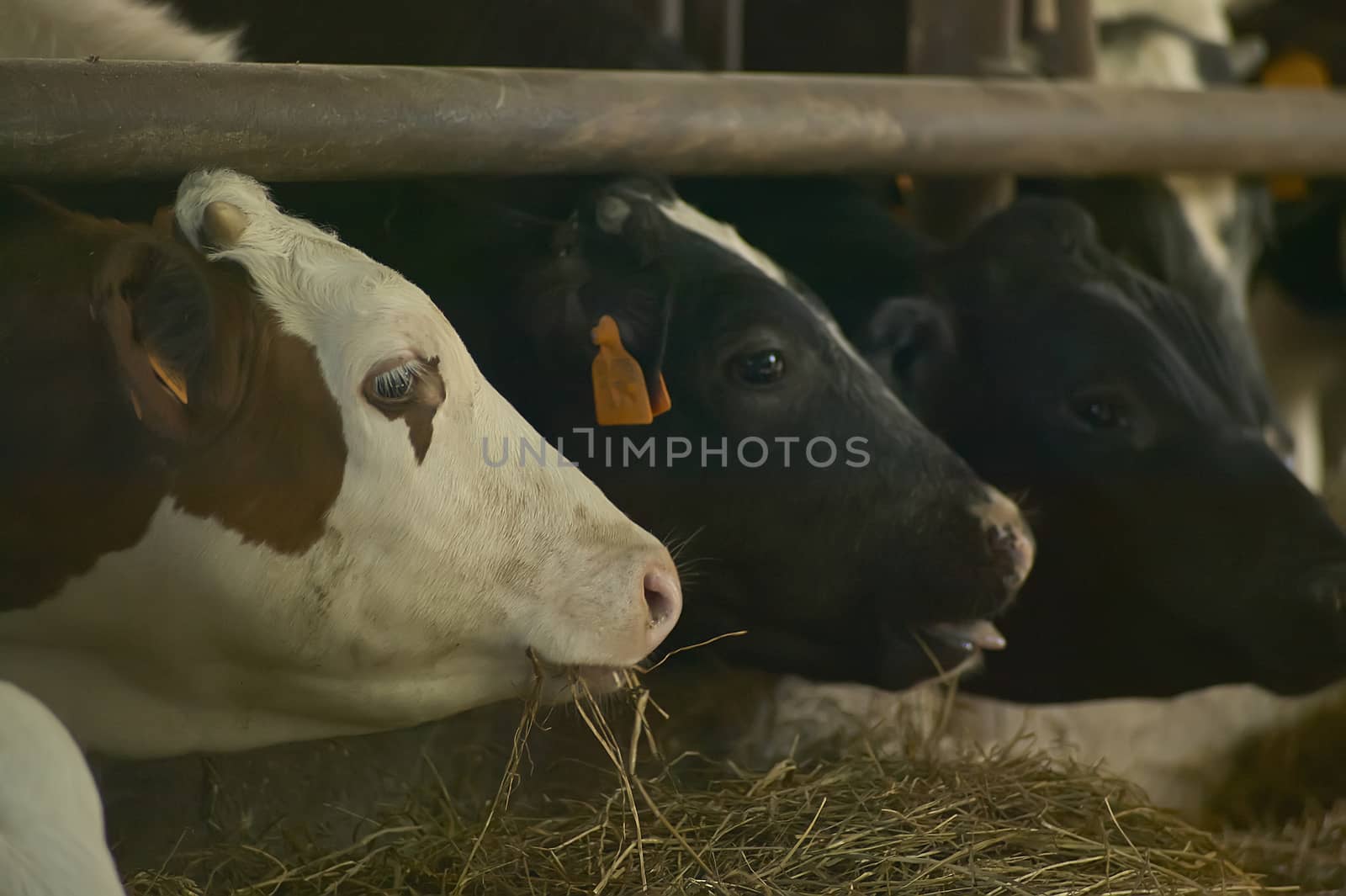 Three cows breeding while eating hay stuffed in their fence while fattening for meat production.