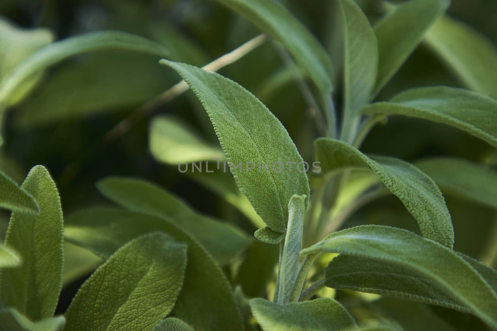 Magnifying a Salvia Sage leaf, a plant used as a spice in the kitchen.