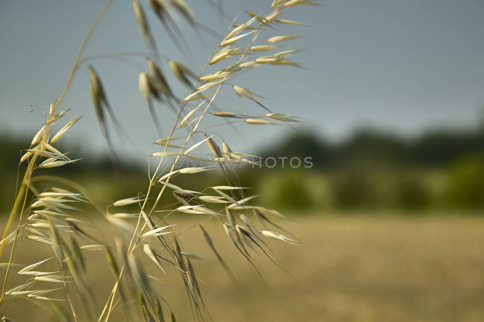 oat Plant in a field driven by the wind by pippocarlot