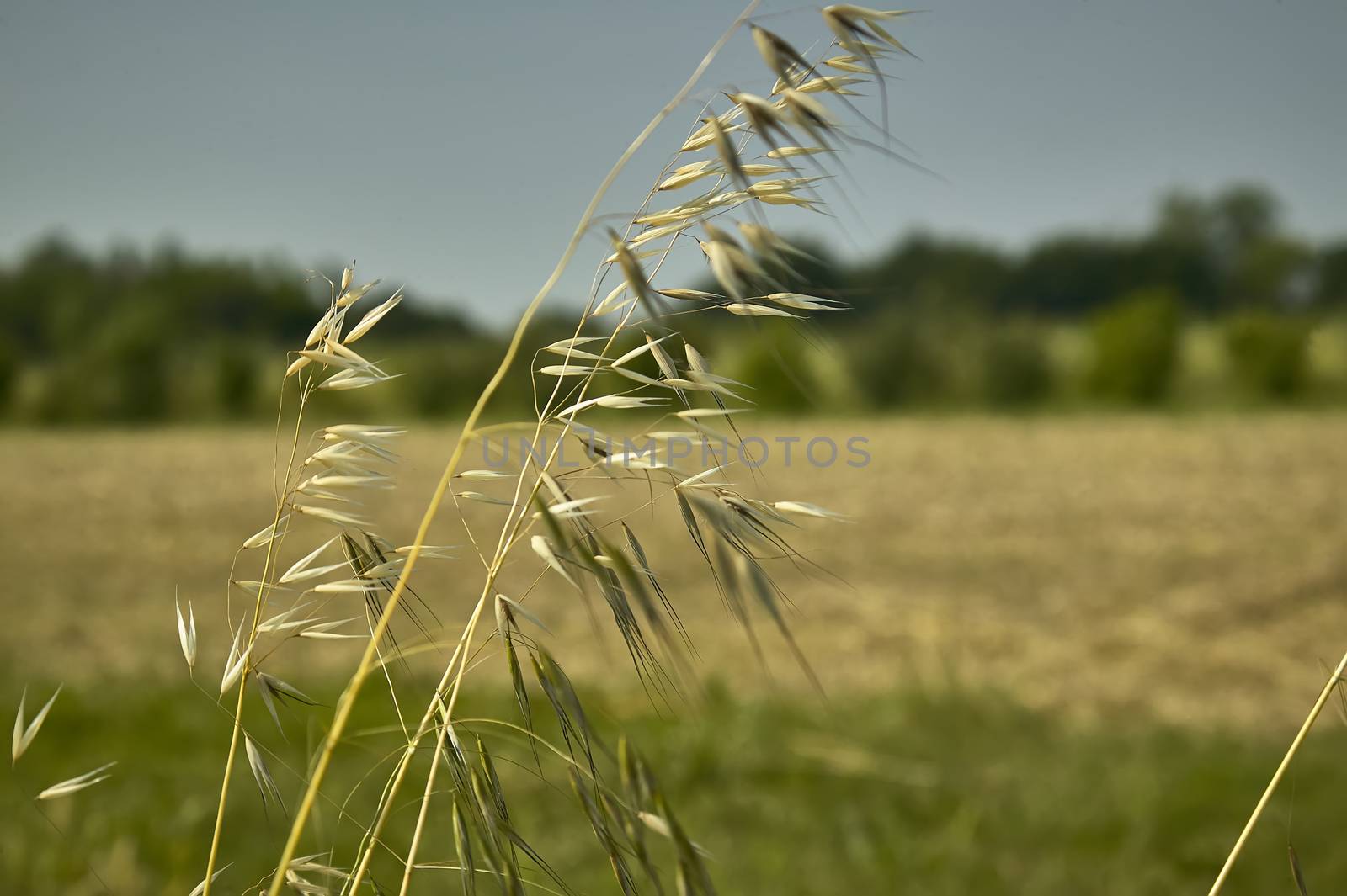 oat Plant in a field driven by the wind ,Windy yarns, a macro detail that evokes melancholy and reflection.