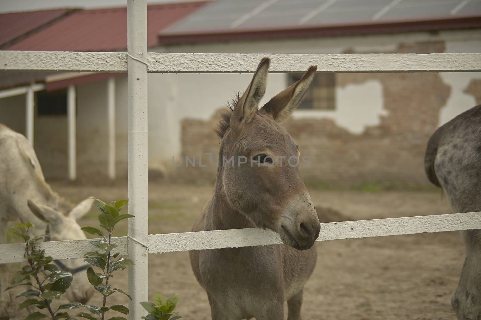 donkey in the pen by pippocarlot
