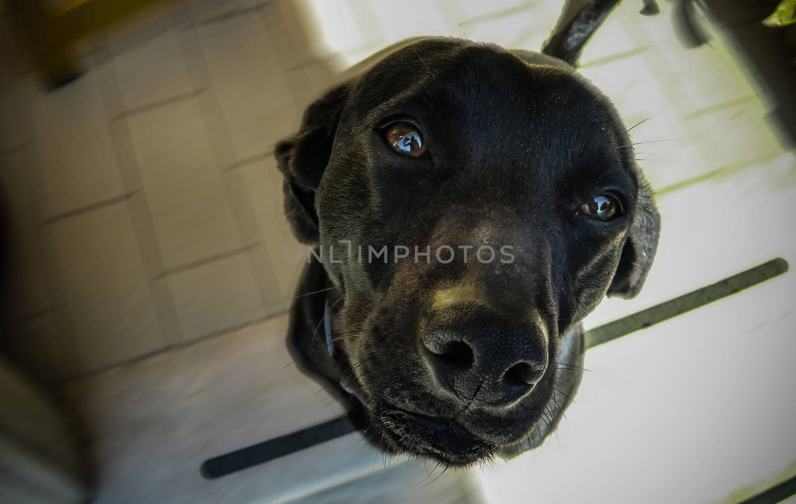 The muzzle of a black dog in the foreground with the gentle and friendly look.