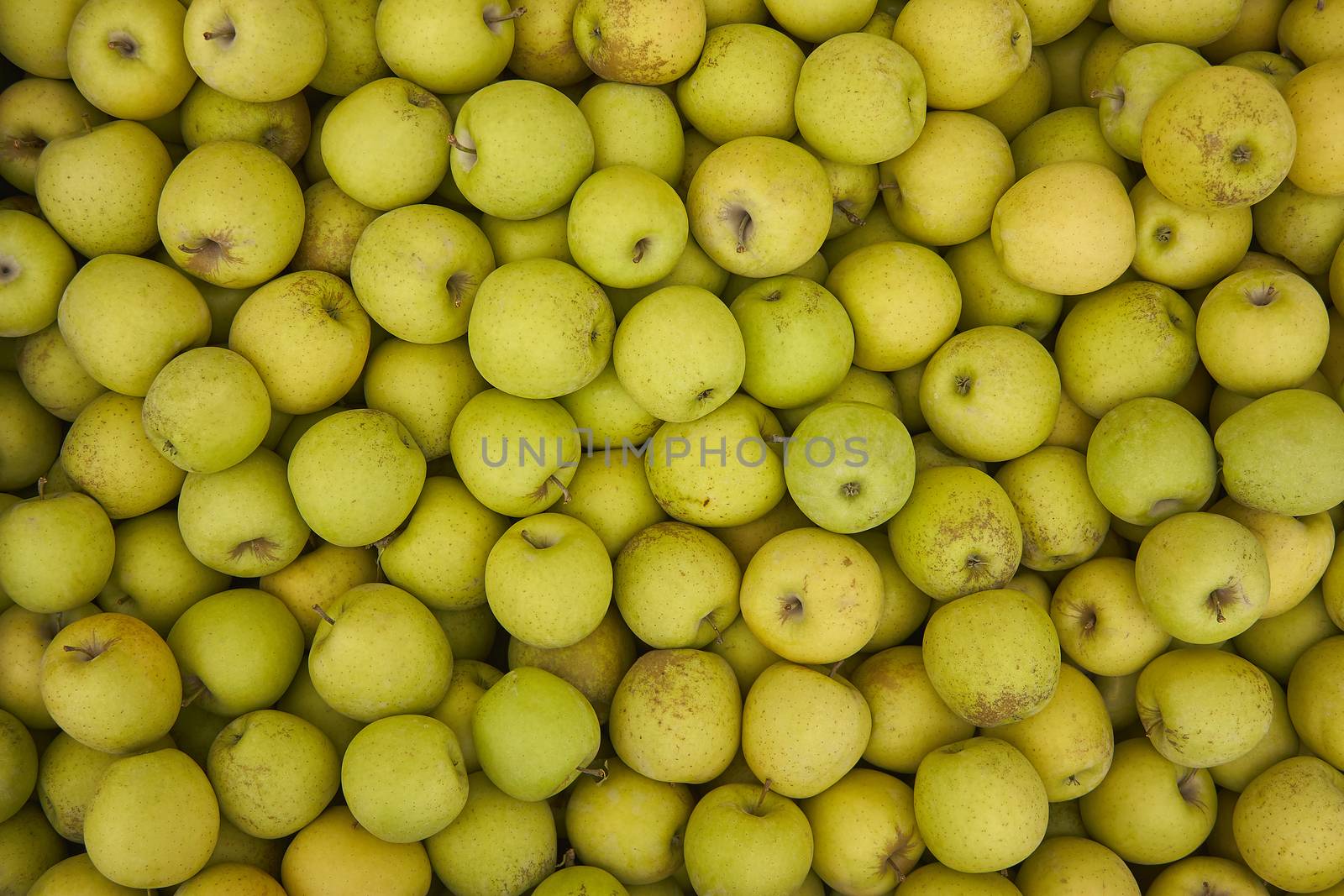 Green apple texture: lots of green apples collected in a bins at the time of their collection in the production phase. Apples storage.