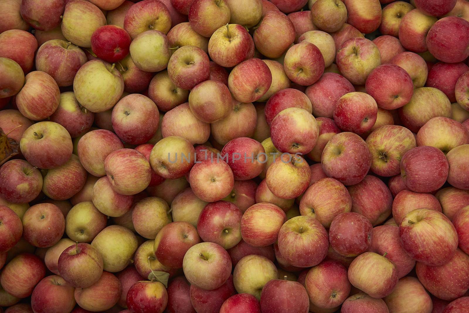 Red apple texture: lots of red apples collected in a bins at the time of their collection in the production phase. Apples storage.