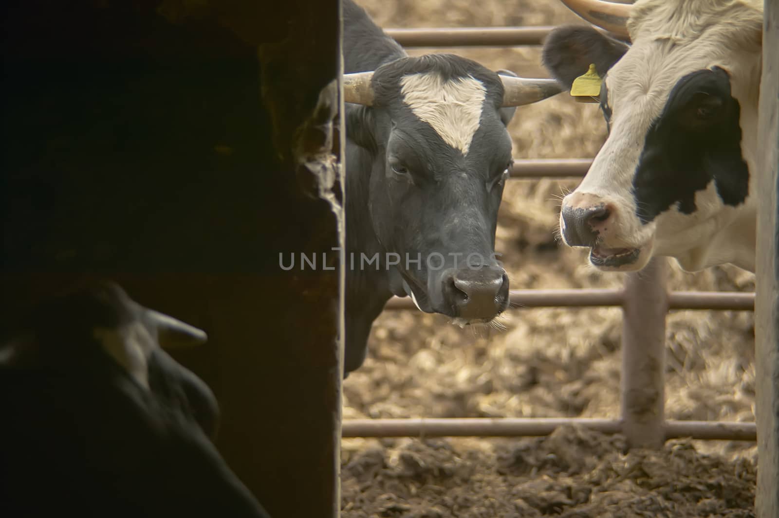 Calves or cows outside the stall door of their organic farm. Image with high contrast between shadows and lights.