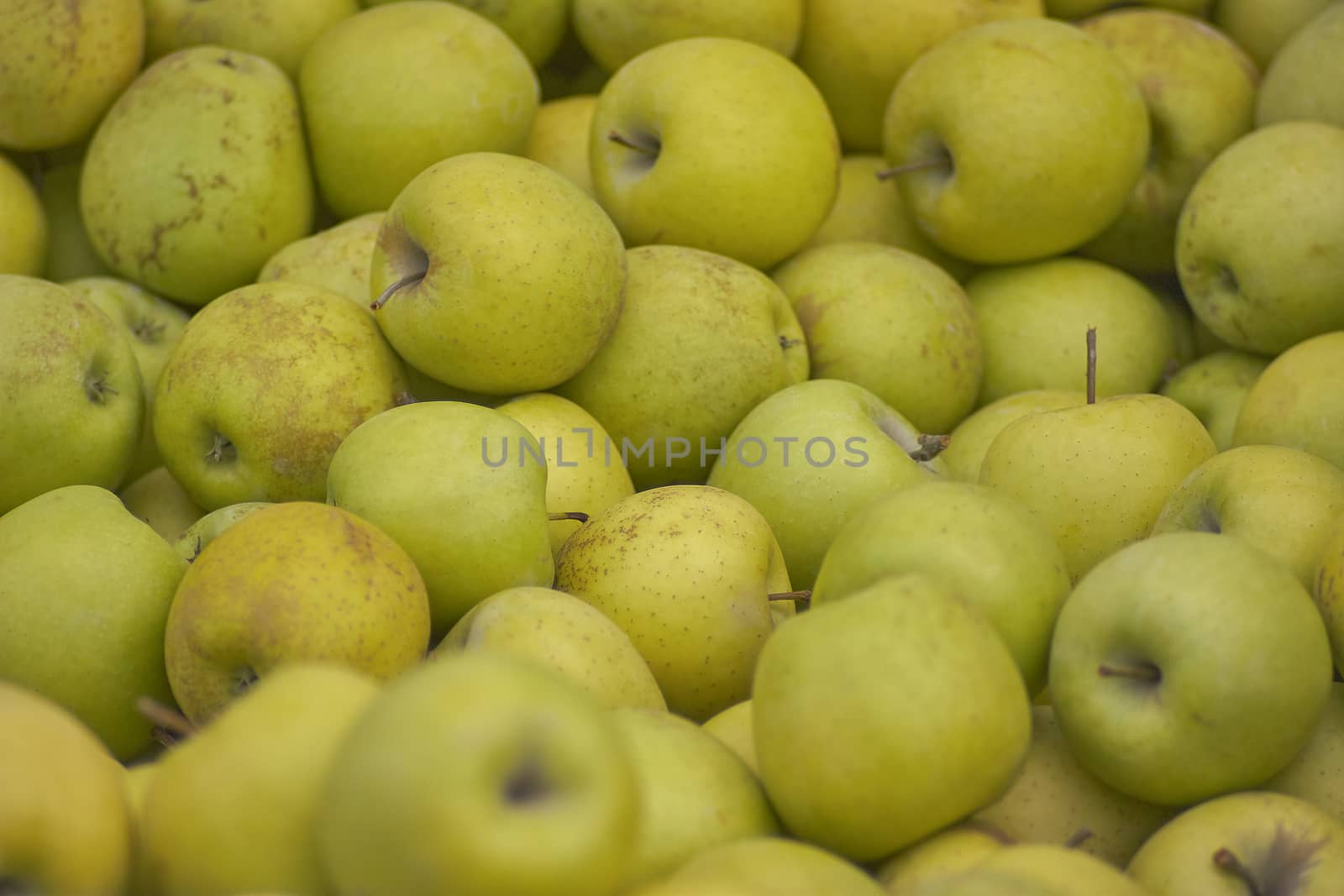 Green apple texture: lots of green apples collected in a bins at the time of their collection in the production phase. Apples storage.