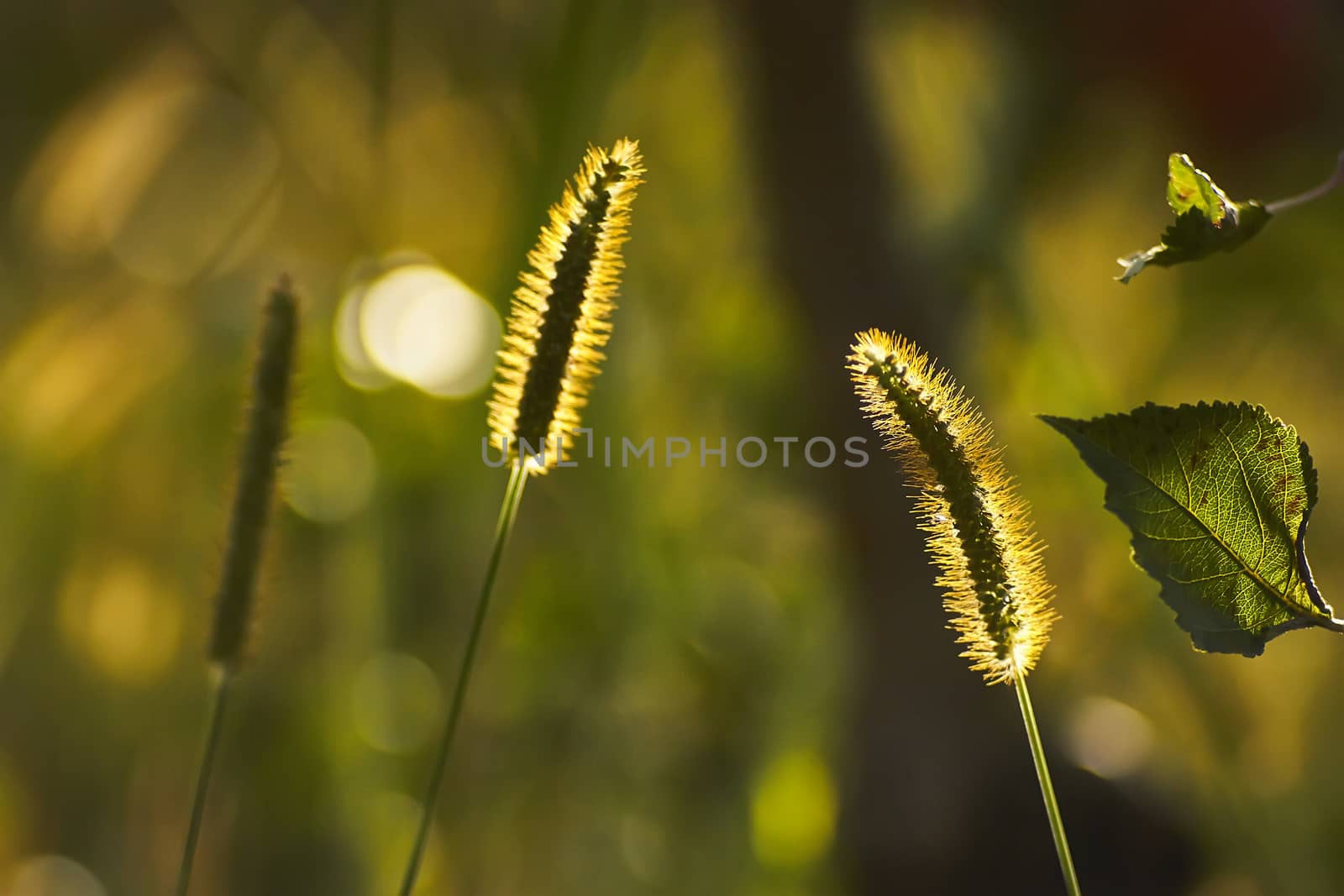 Two ears, grassy threads and dried leaf in macro shot in backlight at sunset. Autumn natural shots.