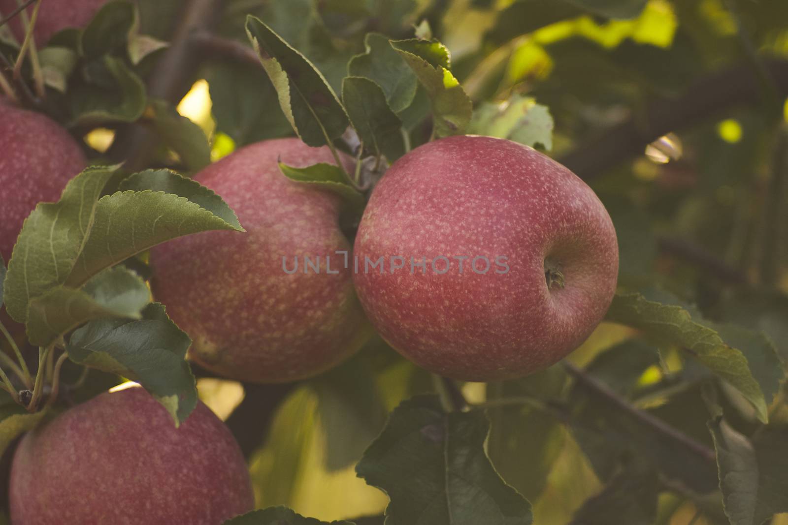 Apples attached to the plant ready to be harvested in an apple cultivation in an orchard.