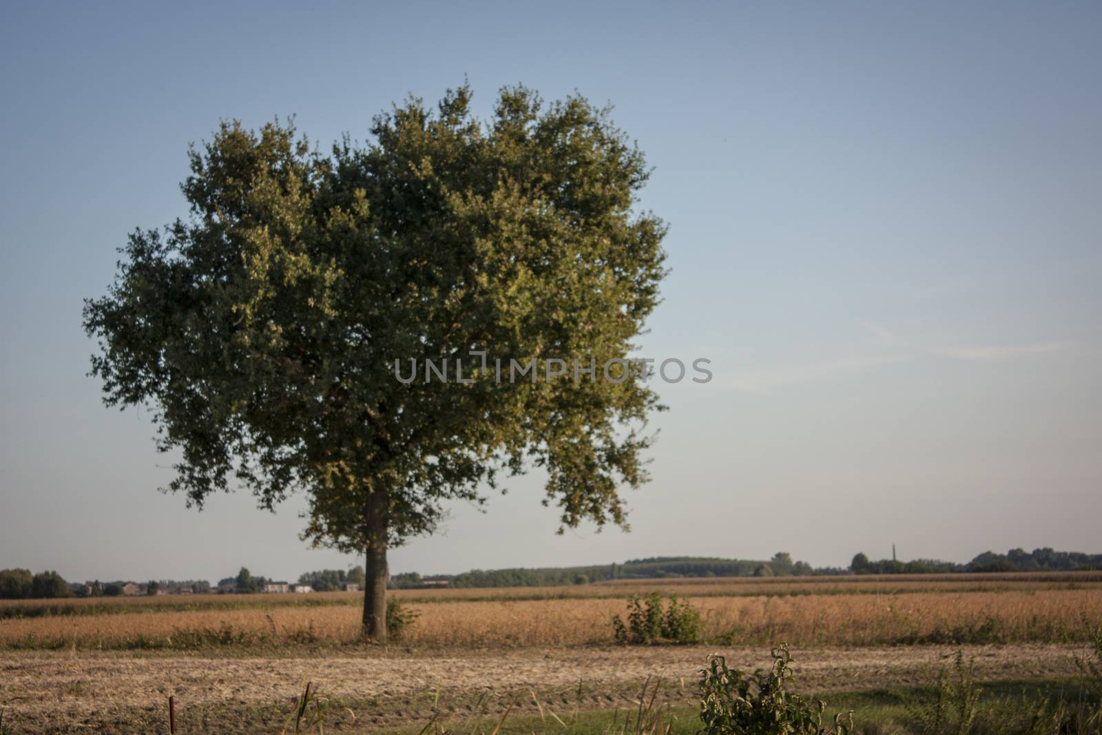 Large tree, plane tree, immersed in a unique and evocative countryside.