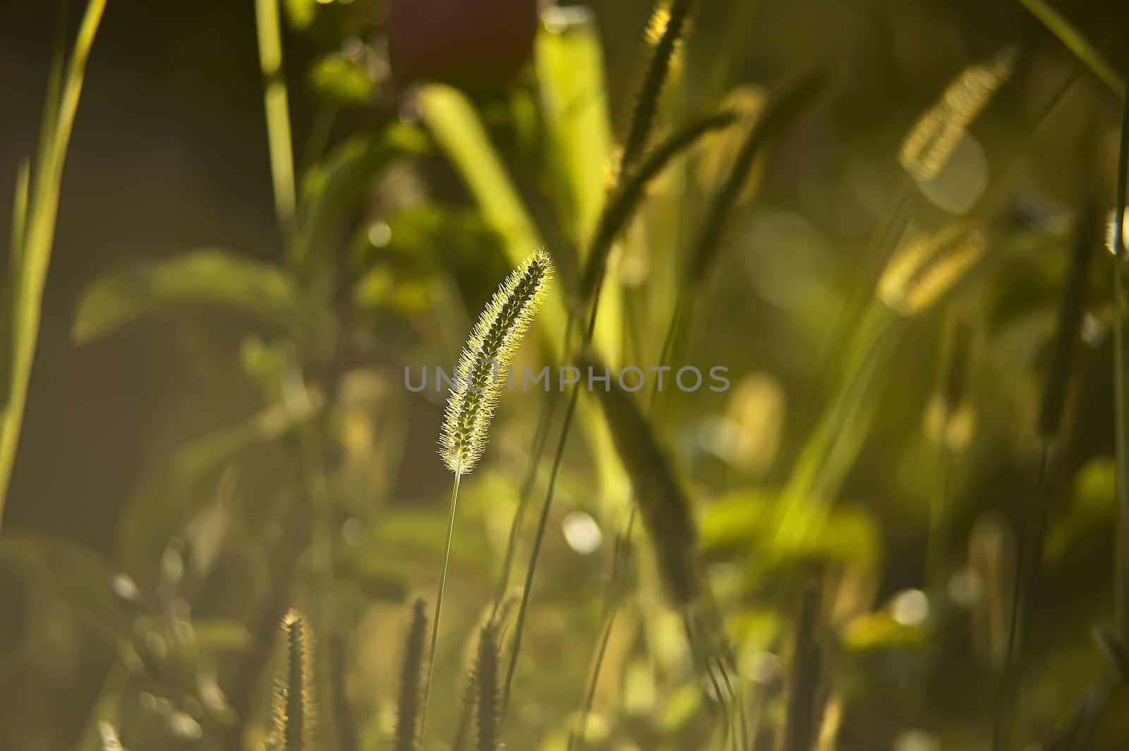 Macro detail of grass wires taken in autumn at sunset and in backlight: ideal image as a background or graphic design with great detail!