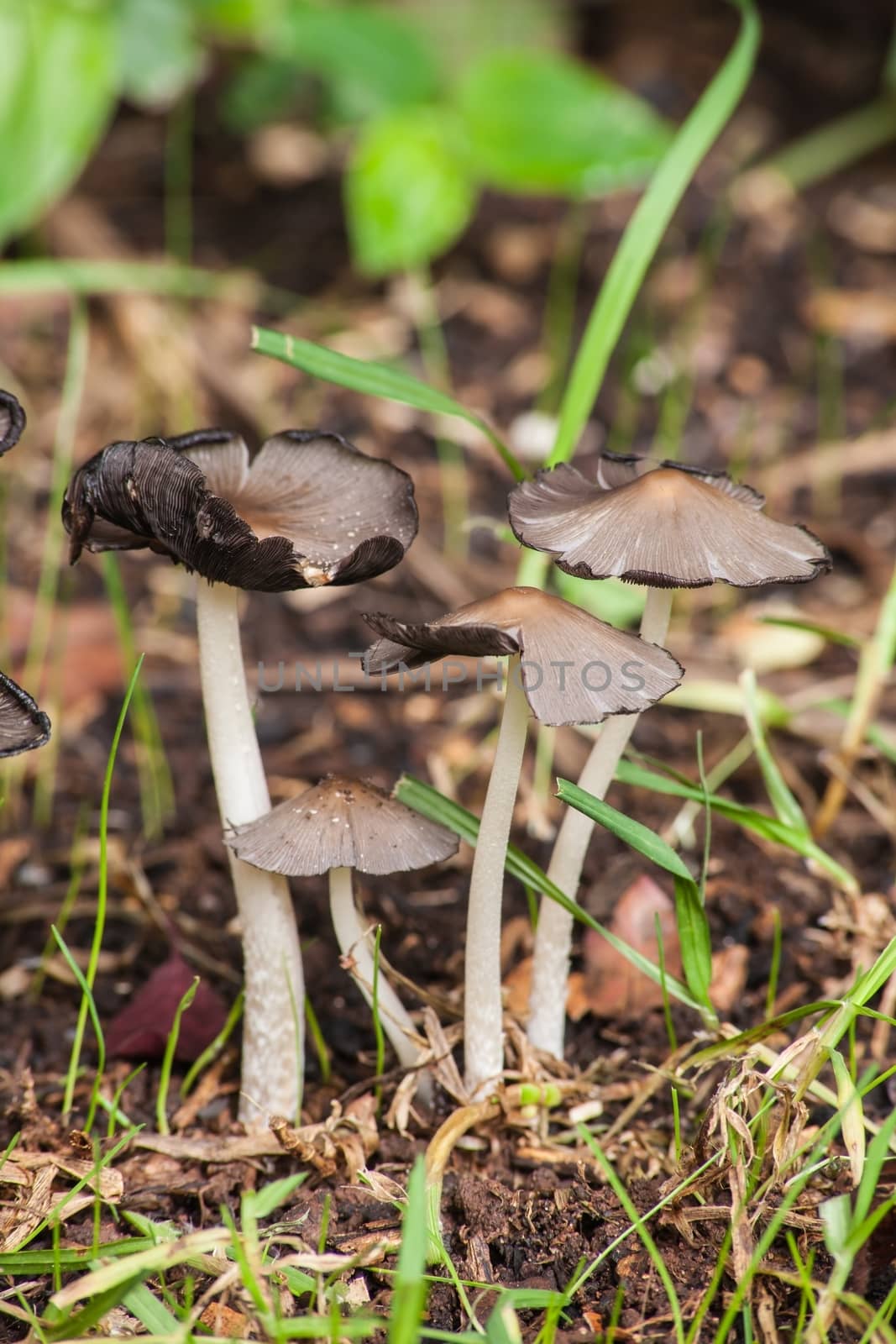 Group of small mushrooms 2 by kobus_peche