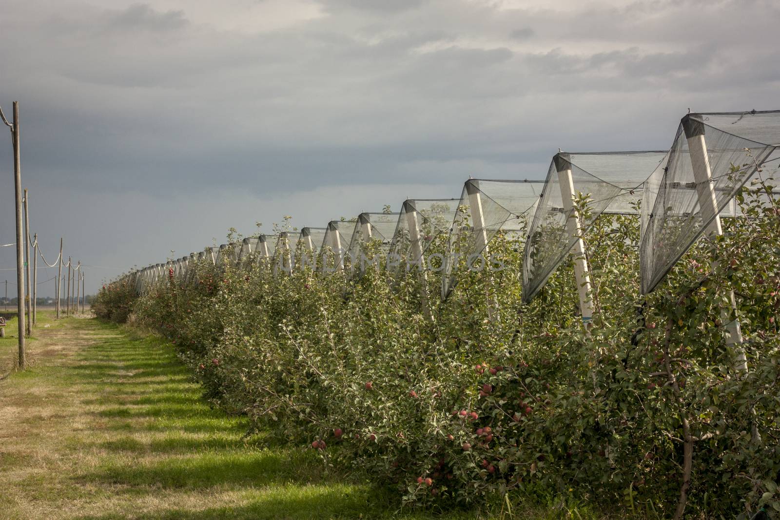 Apples orchards in the summer of a farm specializing in the field.