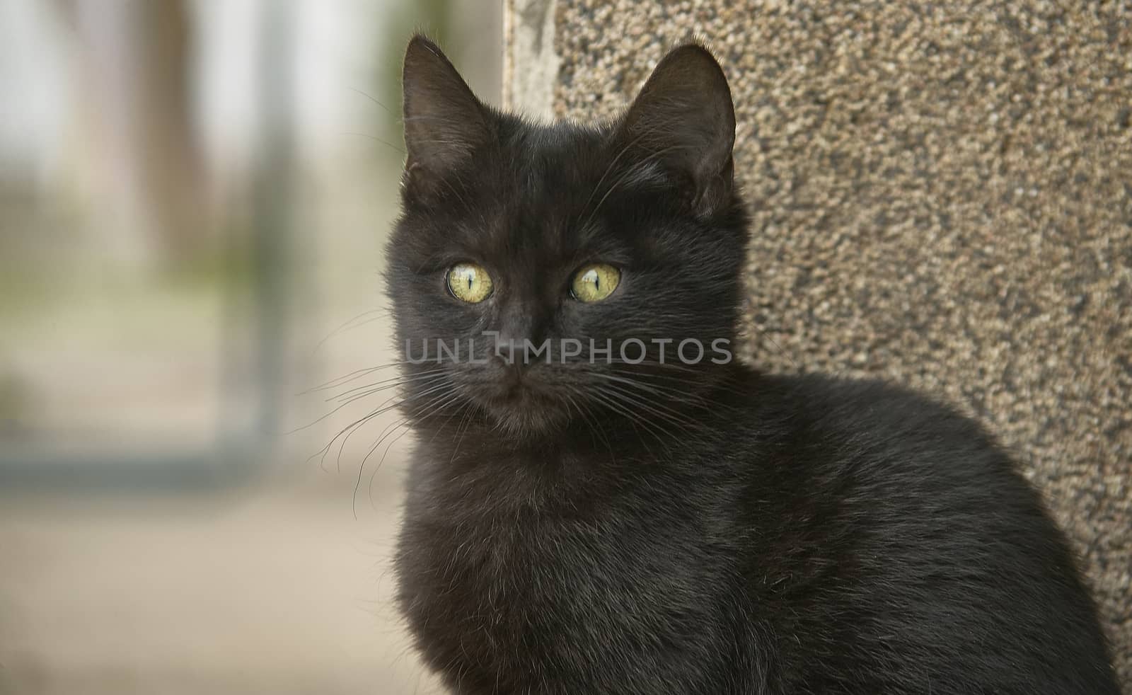 Closeup of a black kitten with blurred background: Photos with the highest level of detail!