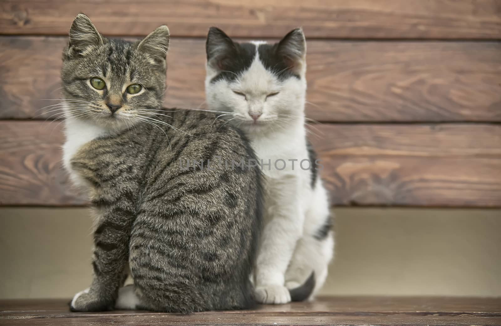 Two kittens sitting on a wooden bench which look over the resume point with their noses tender.