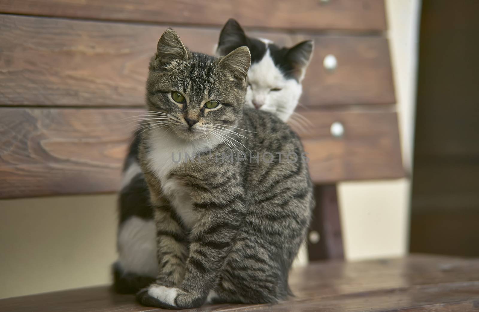 Pair of cats sitting on a wooden bench one behind each other.