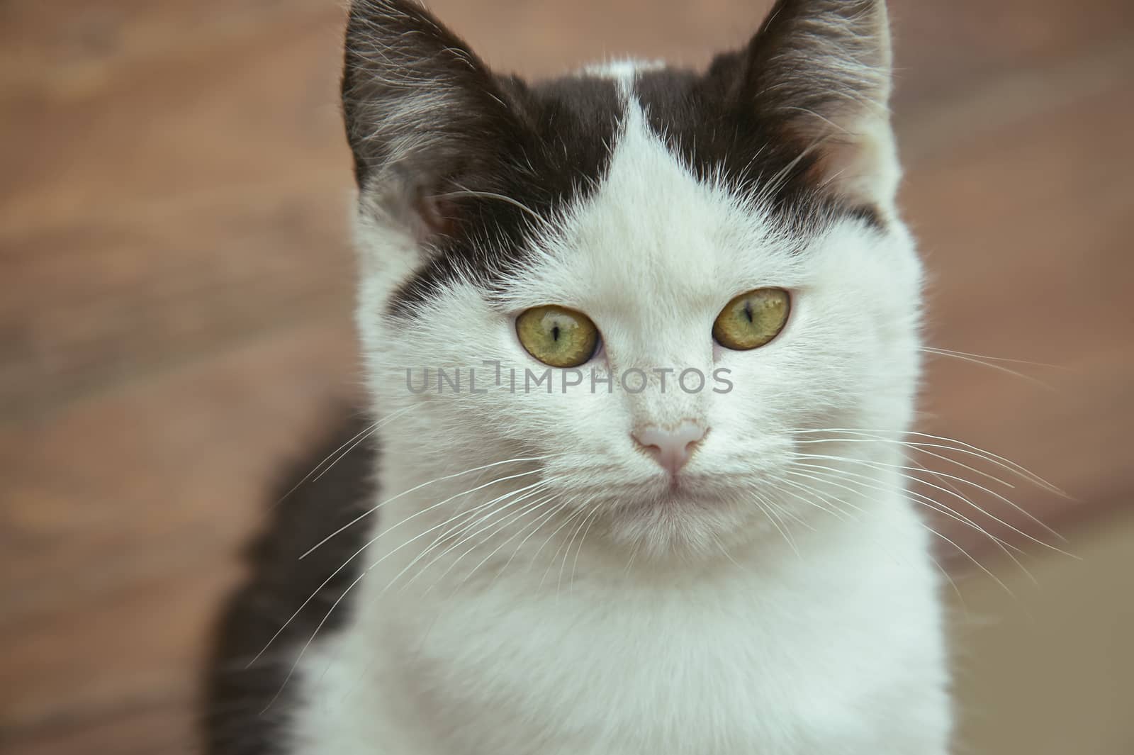 Closeup of a white kitten with black spots with blurry background. Photos at the highest level of detail!